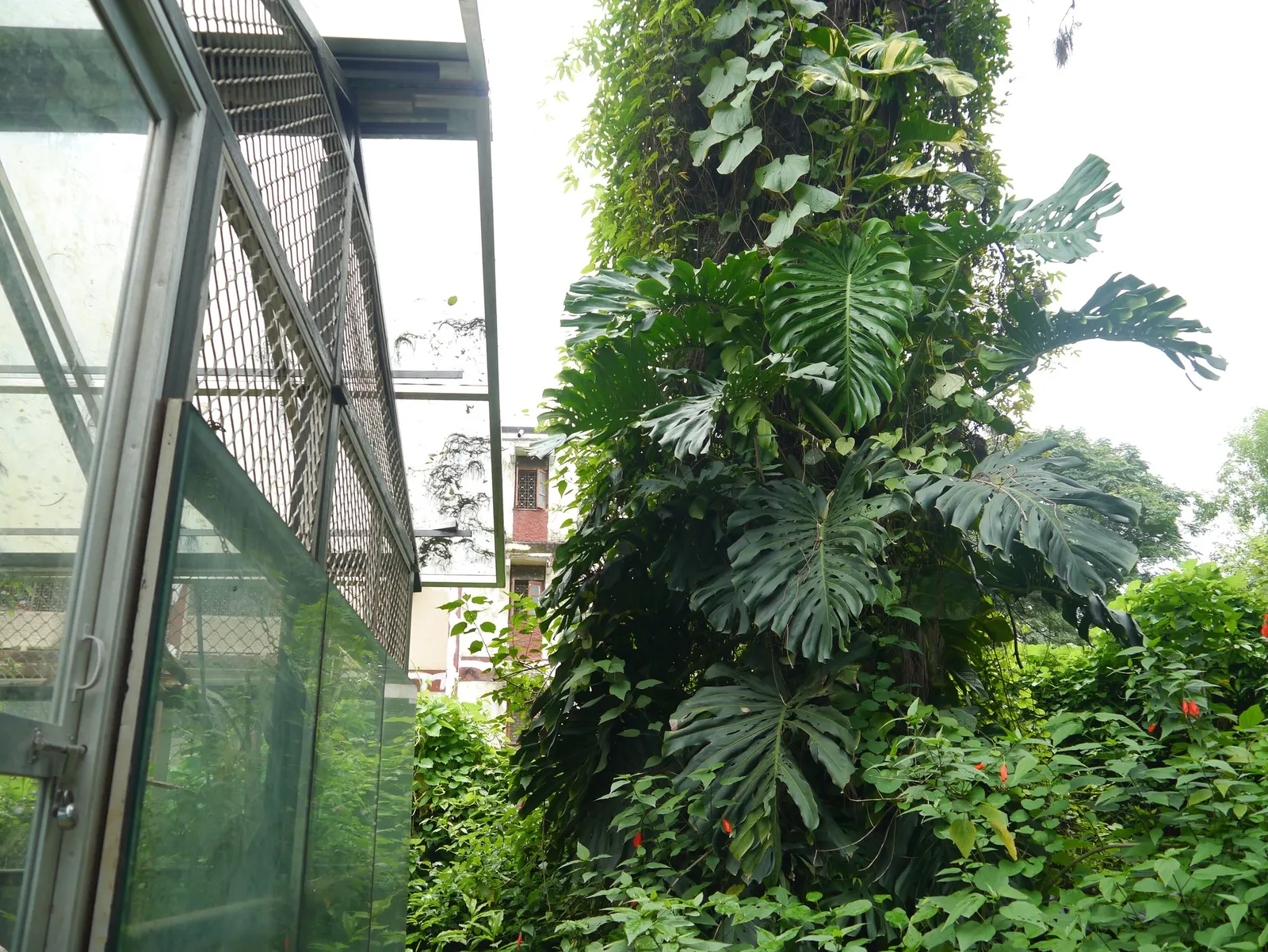Variegated Monstera (Monstera deliciosa) — where its mint and cream variegation remains most vivid