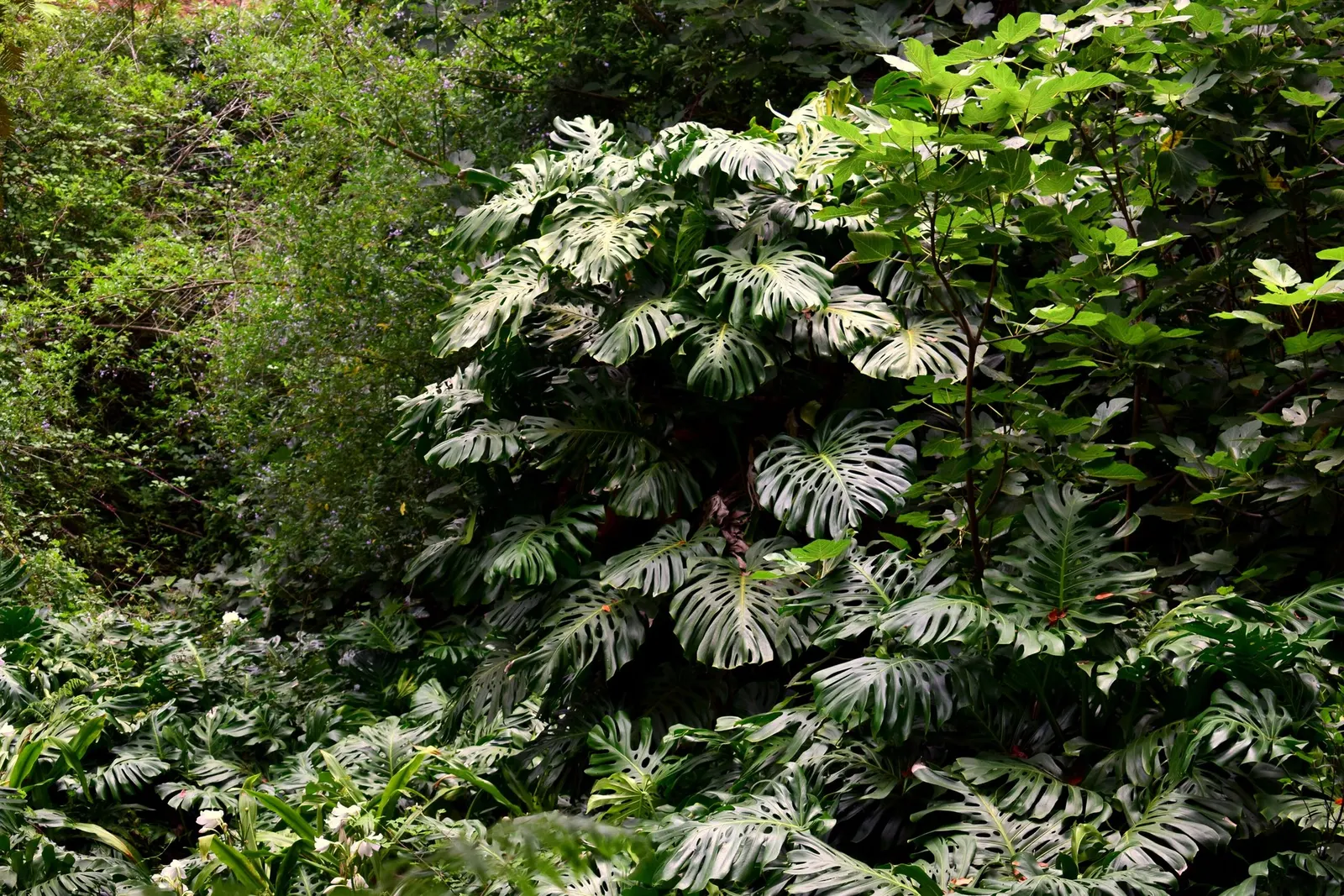 Variegated Monstera (Monstera deliciosa) — is a striking climbing houseplant prized for its broad