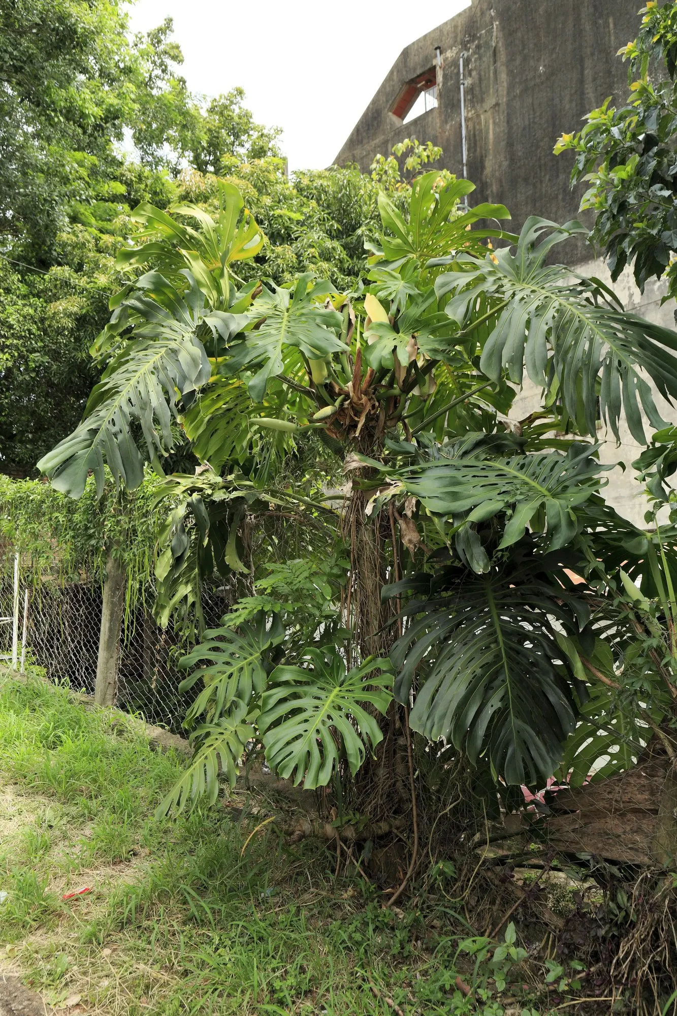 Variegated Monstera (Monstera deliciosa) — giving the plant an architectural quality that feels both lush and refined
