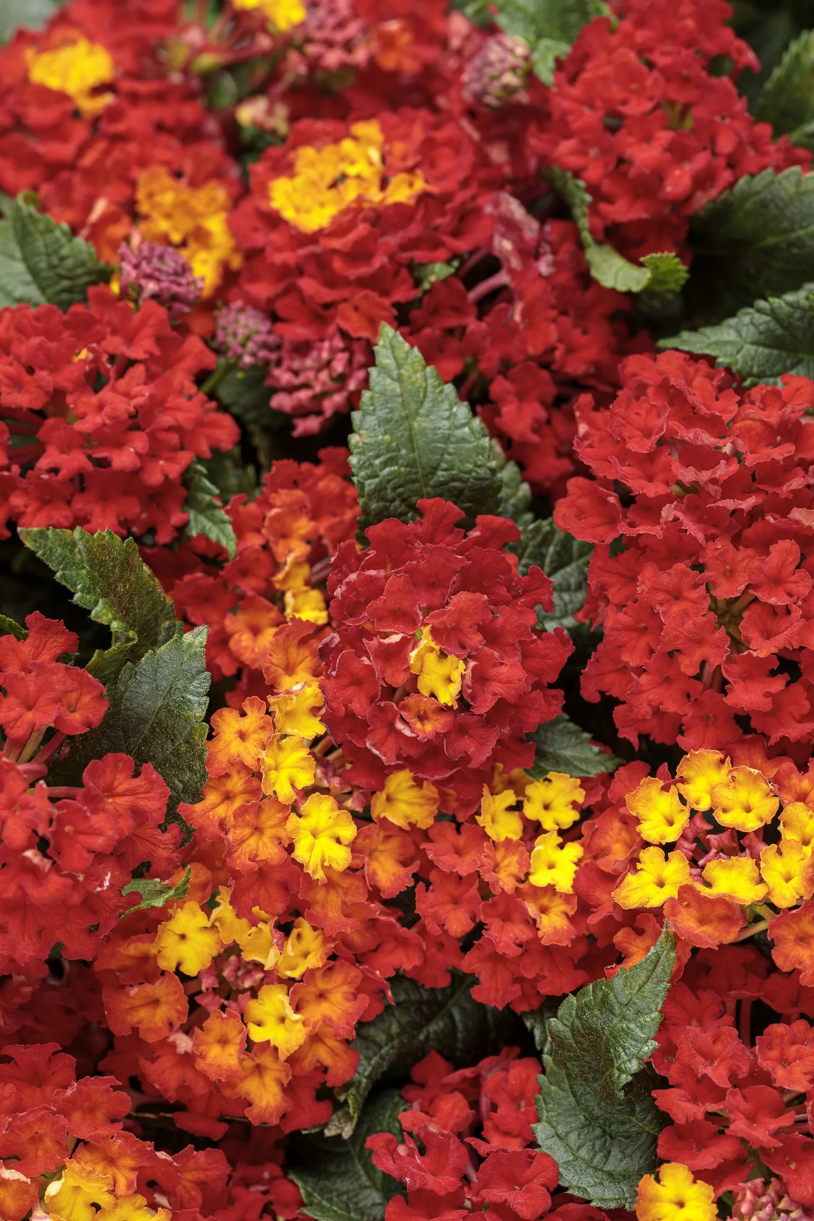 Royale Red Zone™ Lantana (Lantana camara) — Royale Red Zone™ grows 12-26 inches tall and 12-24 inches wide