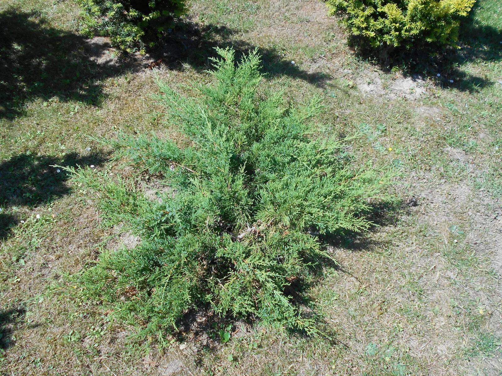 Pfitzer Juniper (Juniperus X 'Pfitzeriana') — conifer for full or half