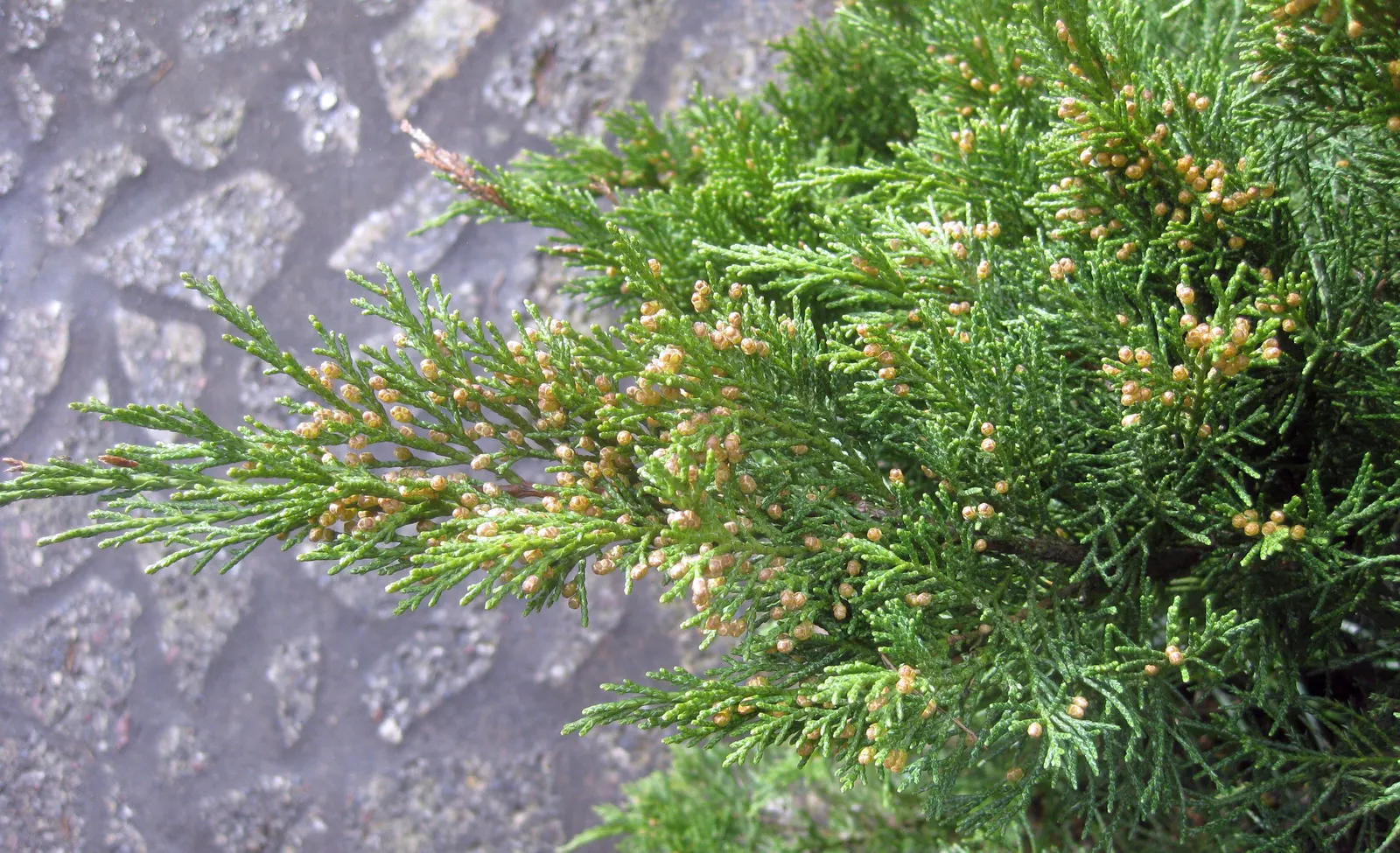 Pfitzer Juniper (Juniperus X 'Pfitzeriana') — This magnificent plant will not disappoint, offering year-round beauty and structure to your garden design