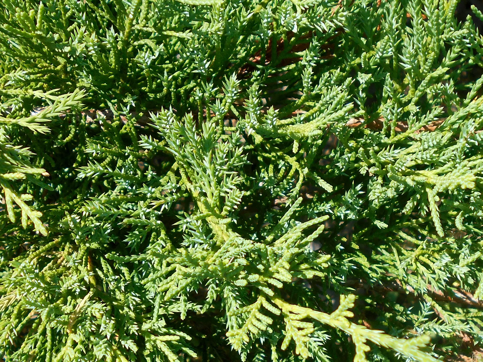 Pfitzer Juniper (Juniperus X 'Pfitzeriana') — irregular growth habit that conveys a natural