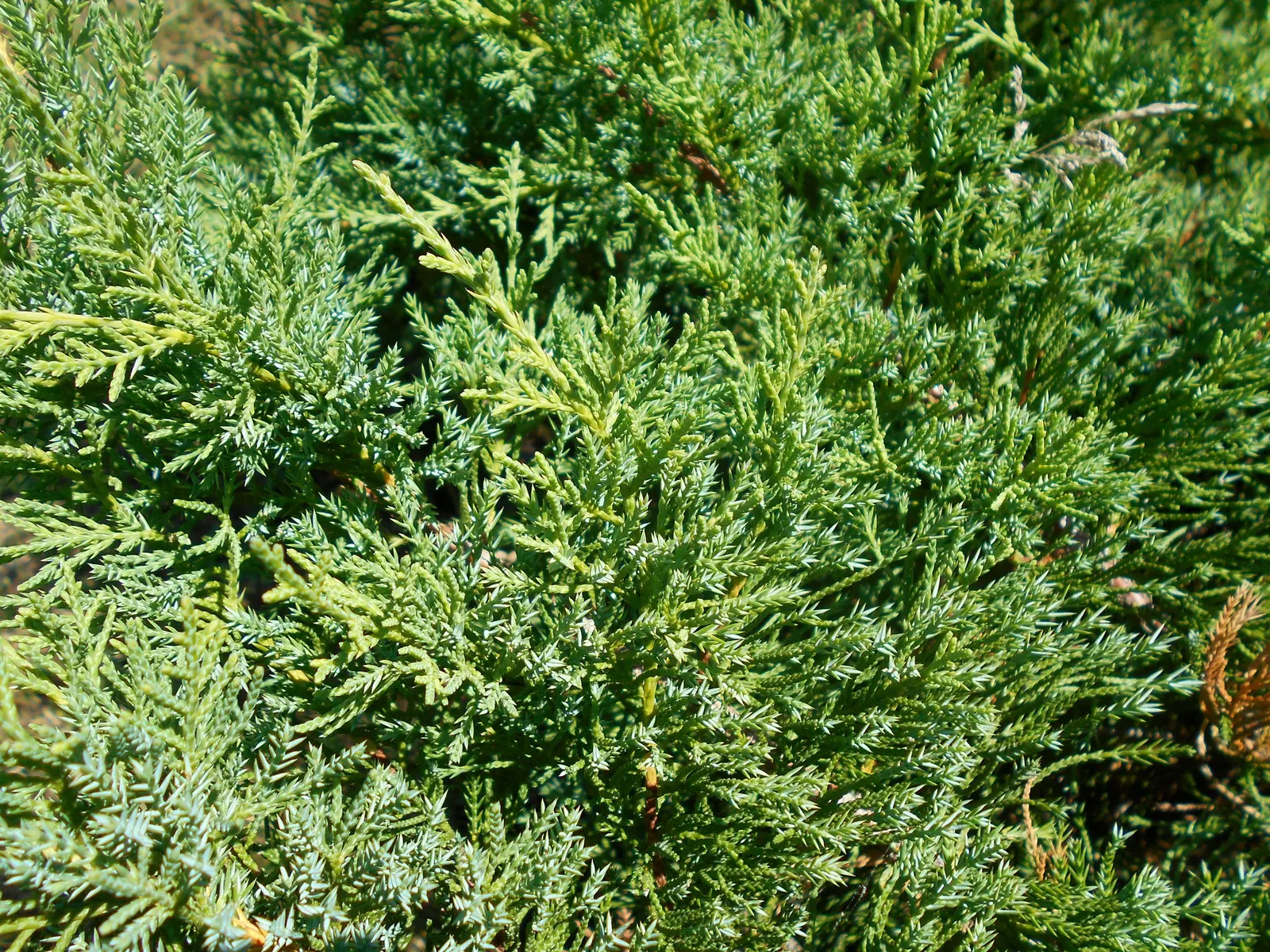 Pfitzer Juniper (Juniperus X 'Pfitzeriana') — Low maintenance and drought tolerant