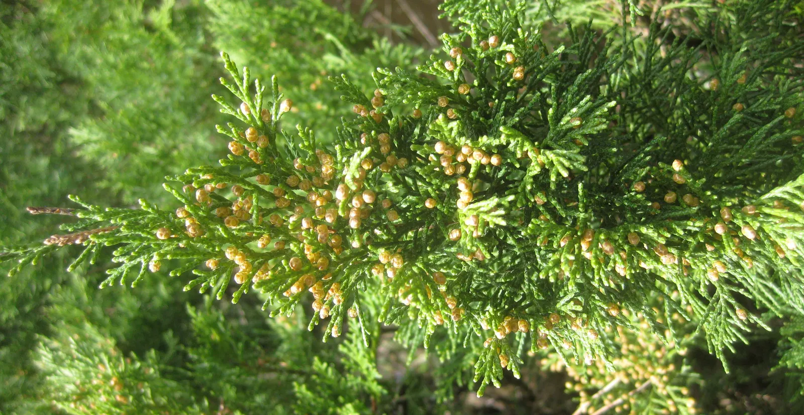 Pfitzer Juniper (Juniperus X 'Pfitzeriana') — reaching up to 5 feet in height and extending 10 feet wide; well-adapted to a variety of soil types, image 53