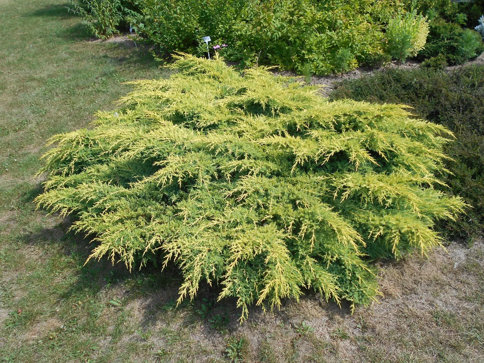 Pfitzer Juniper (Juniperus X 'Pfitzeriana') — This plant demonstrates good drought tolerance once established