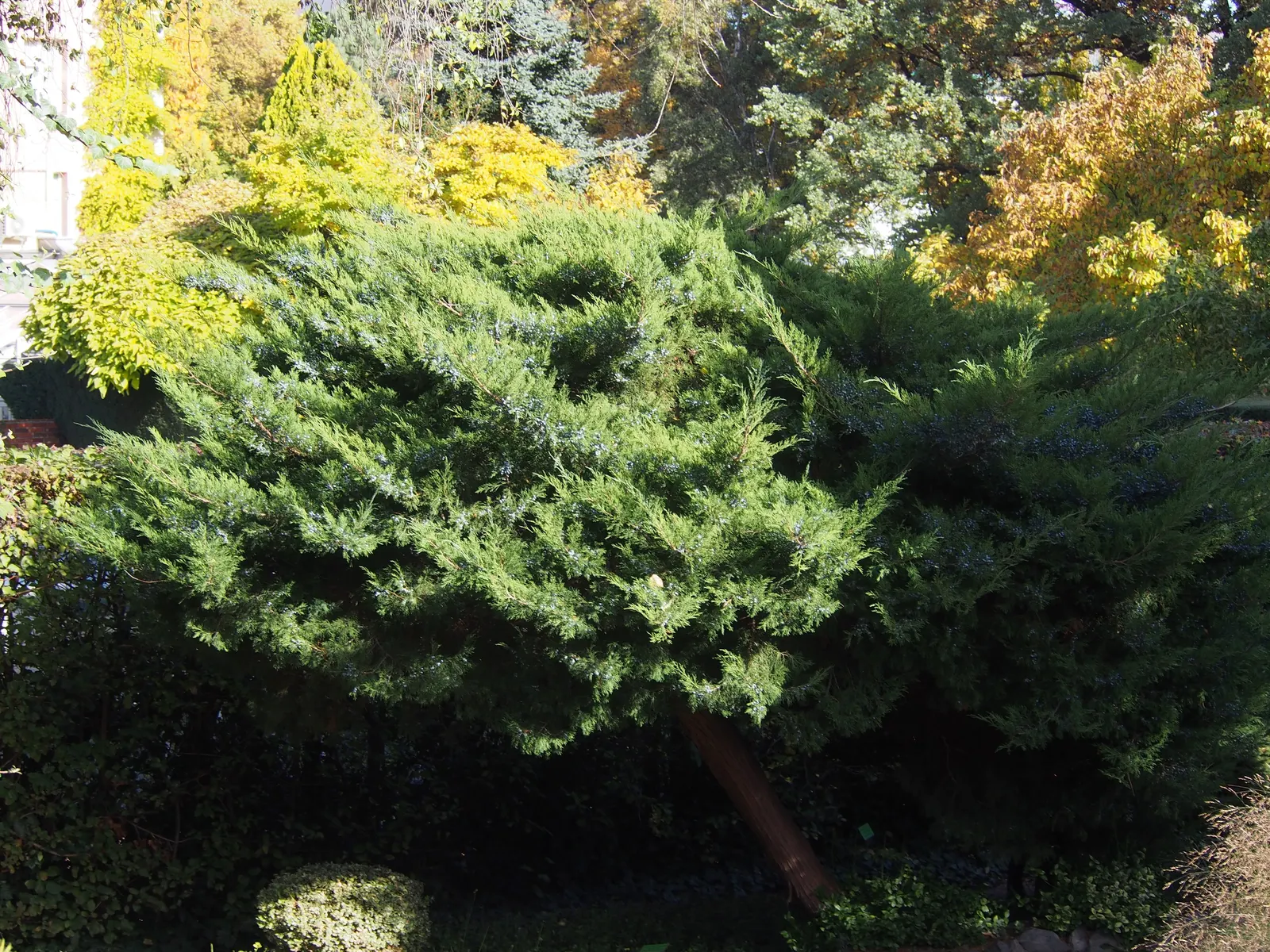 Pfitzer Juniper (Juniperus X 'Pfitzeriana') — botanically recognized as Juniperus x 'Pfitzeriana'