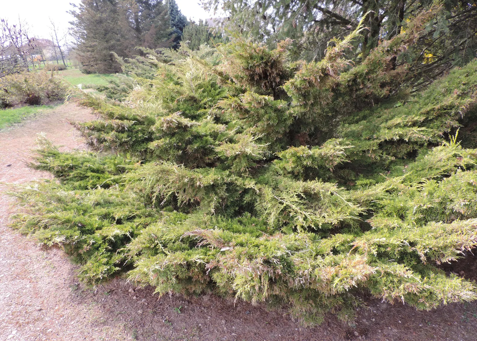 Pfitzer Juniper (Juniperus X 'Pfitzeriana') — evergreen conifer widely praised for its resplendent foliage and hardy nature; this cultivar typically achieves a