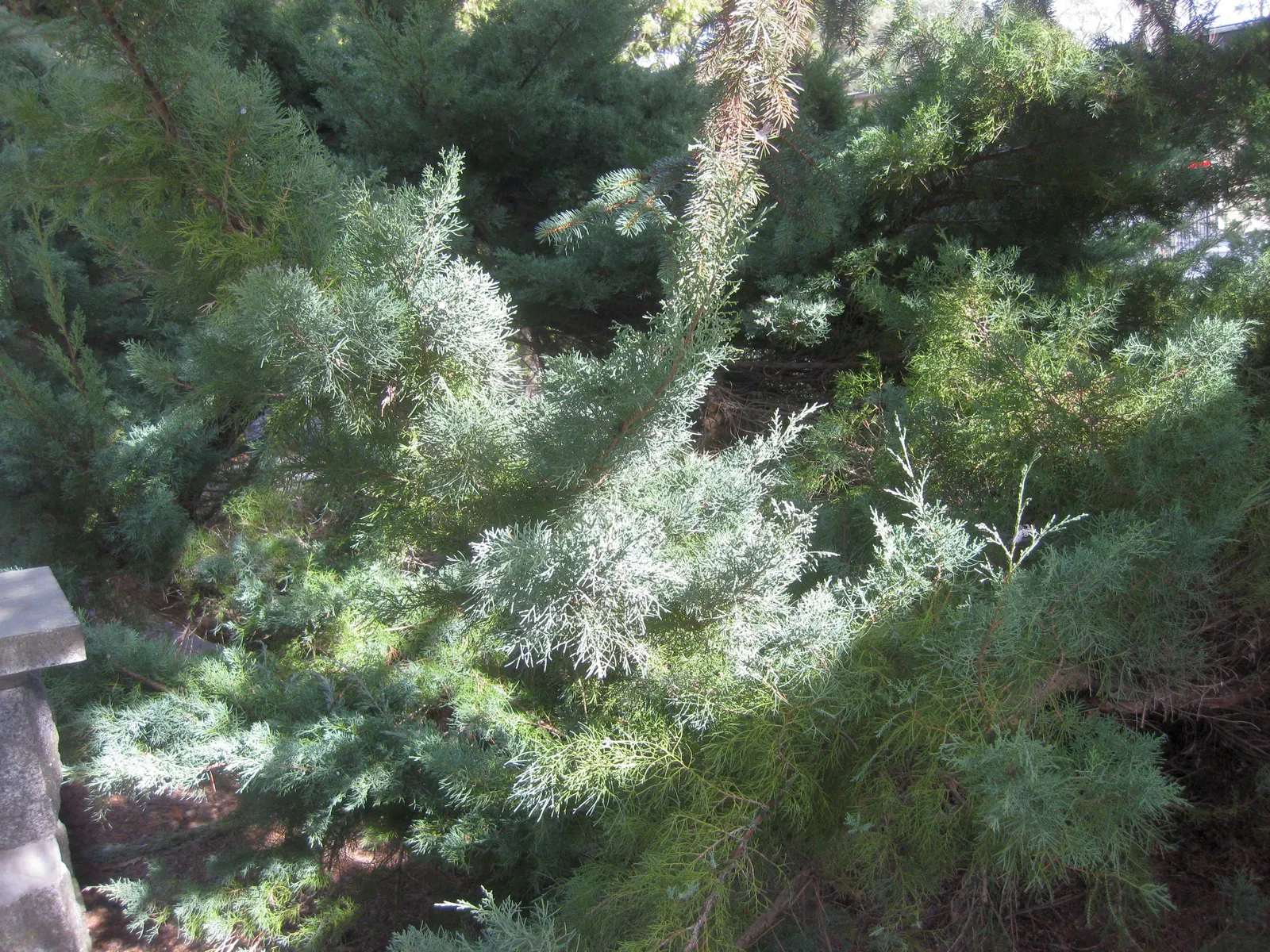 Pfitzer Juniper (Juniperus X 'Pfitzeriana') — irregular growth habit that conveys a natural; evergreen conifer widely praised for its resplendent foliage and