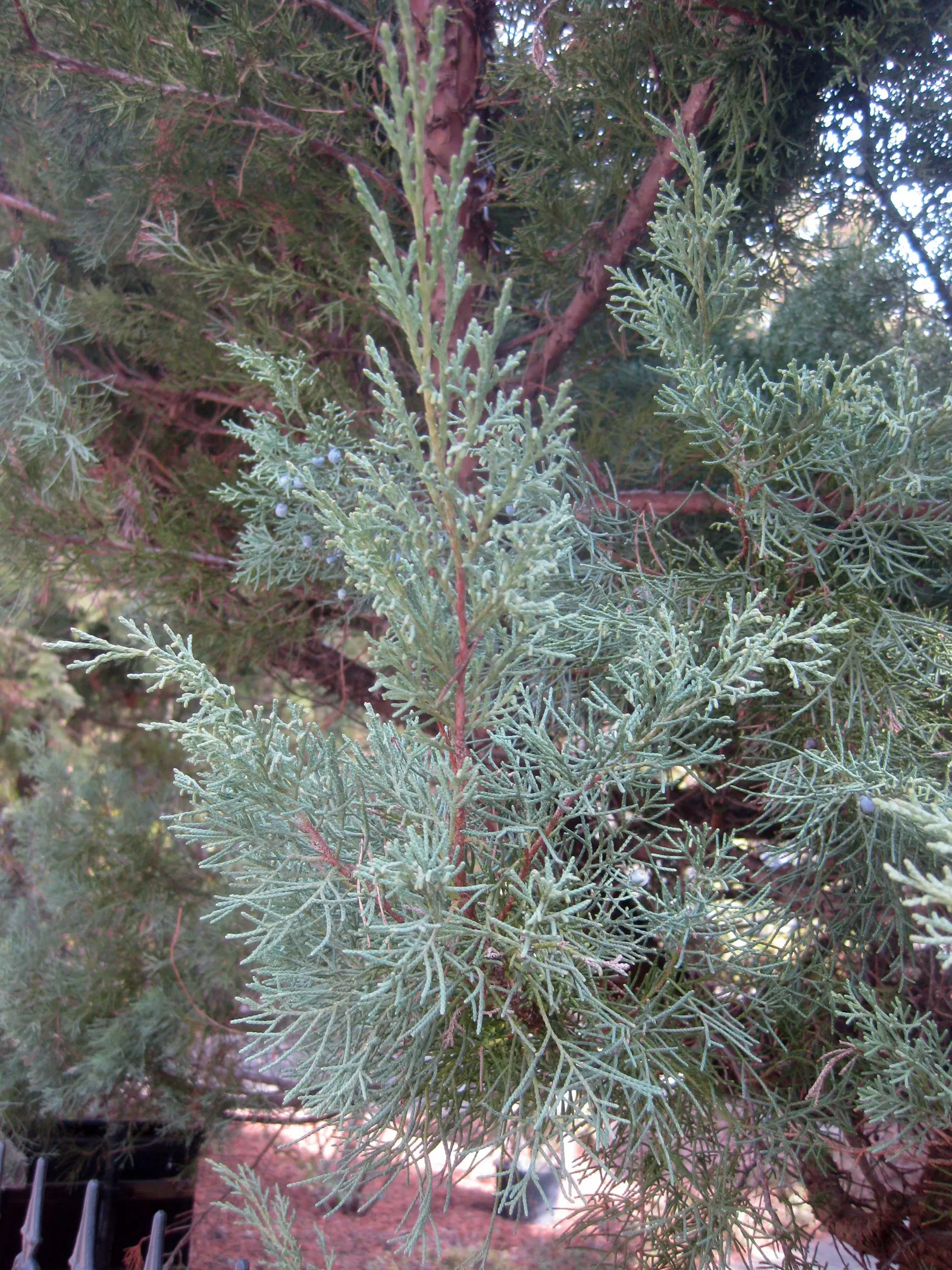 Pfitzer Juniper (Juniperus X 'Pfitzeriana') — adding a touch of winter interest to your outdoor space