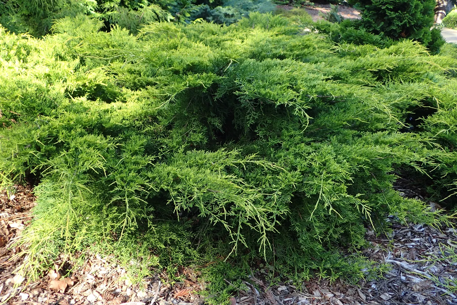 Pfitzer Juniper (Juniperus X 'Pfitzeriana') — and prefers well-draining soil conditions; these needles display a rich