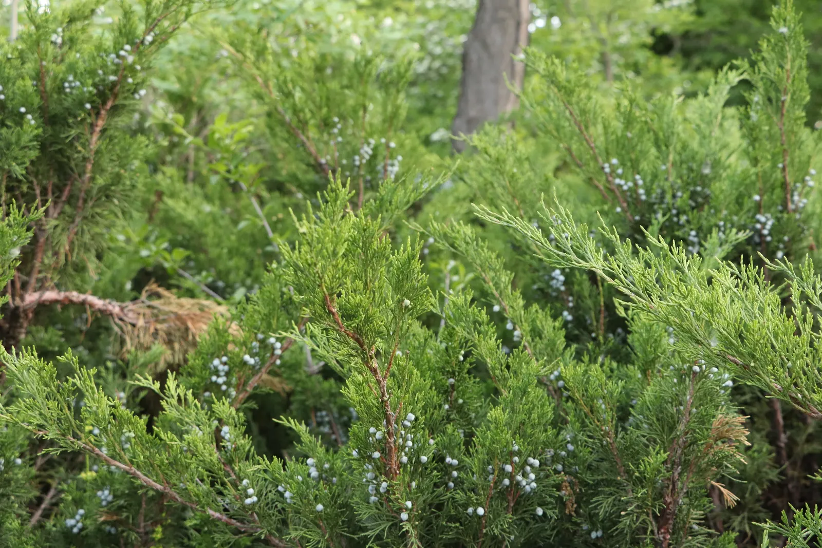 Pfitzer Juniper (Juniperus X 'Pfitzeriana') — it's ideal for rockeries and foundation plantings; adding a touch of winter interest to your outdoor space