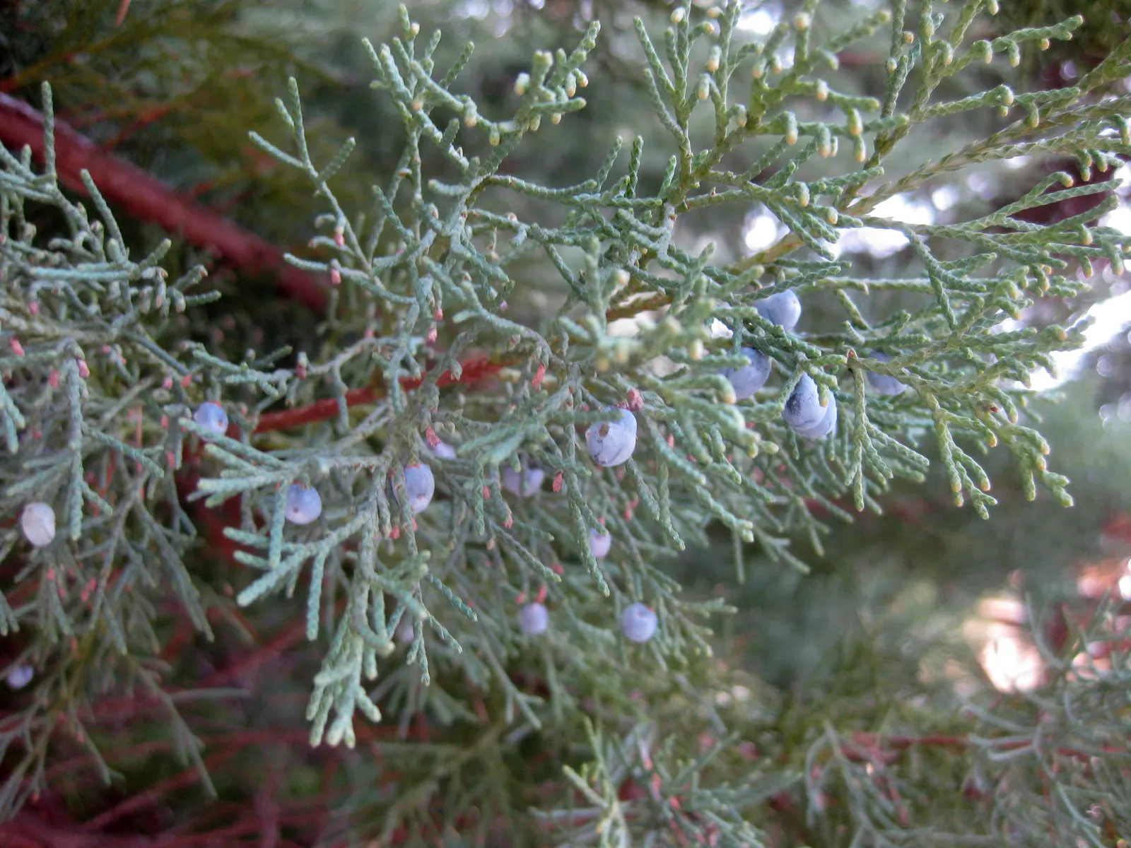 Pfitzer Juniper (Juniperus X 'Pfitzeriana') — This magnificent plant will not disappoint, offering year-round beauty and structure to your garden design; the