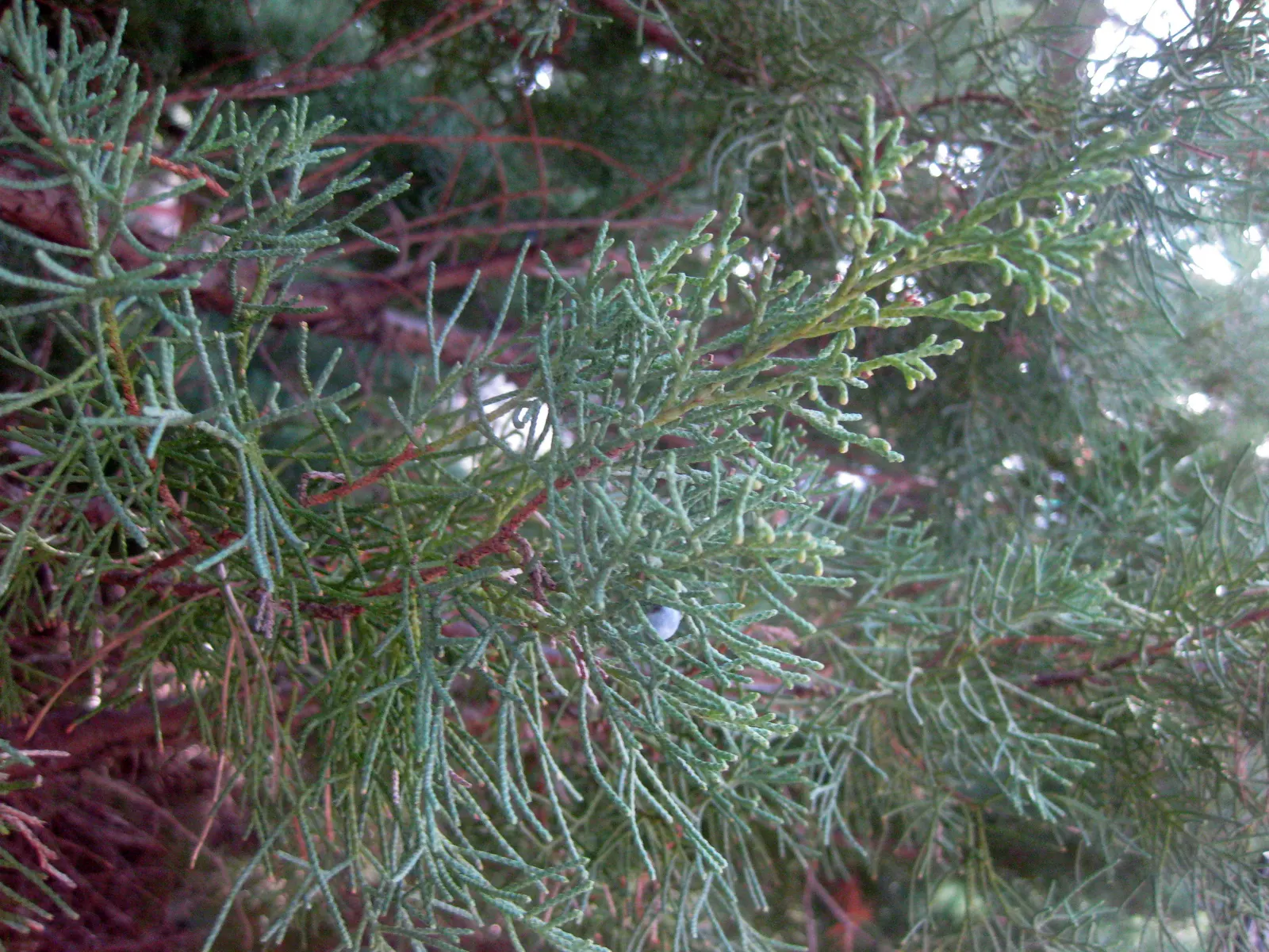 Pfitzer Juniper (Juniperus X 'Pfitzeriana') — it's ideal for rockeries and foundation plantings