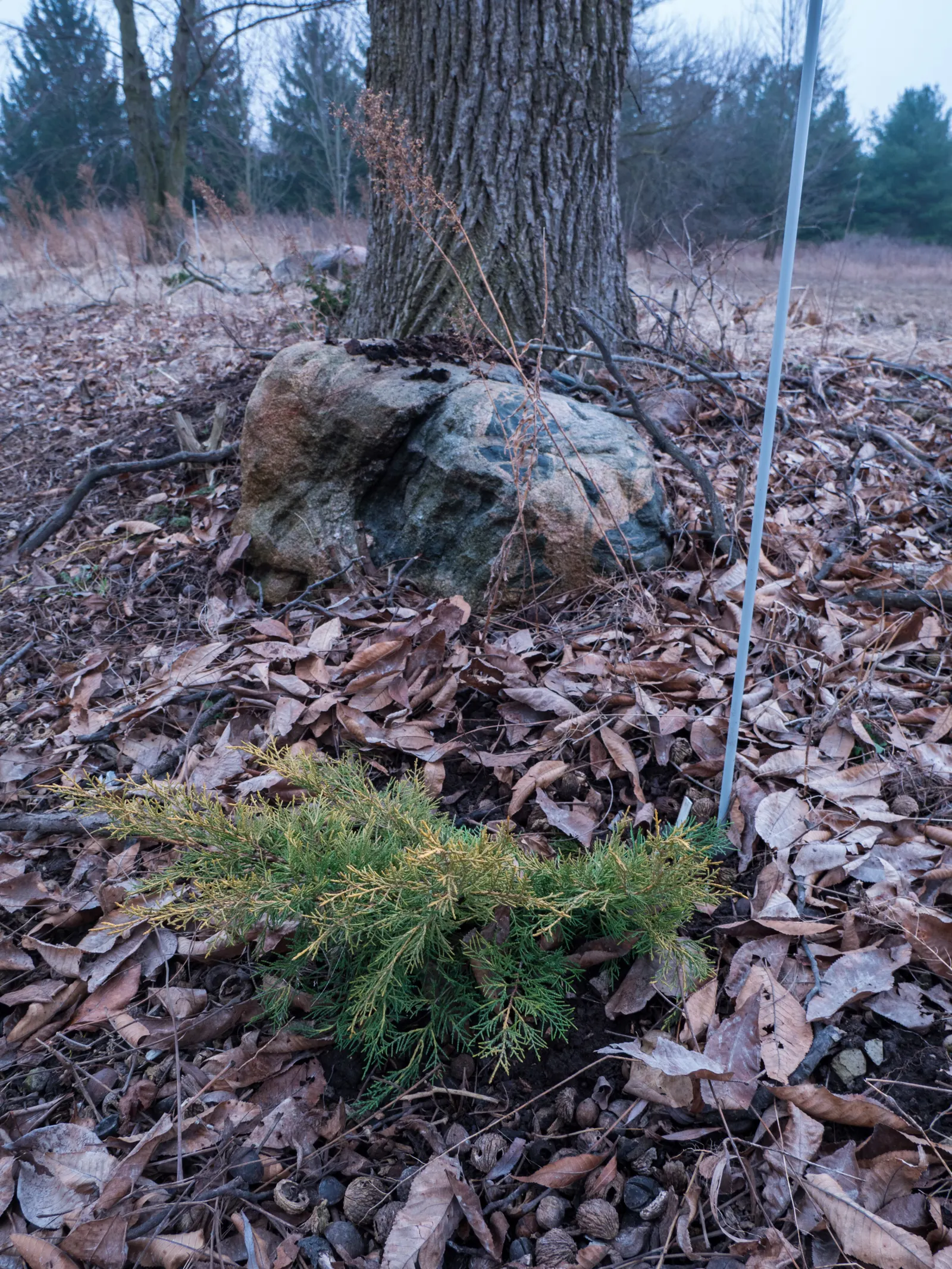 Pfitzer Juniper (Juniperus X 'Pfitzeriana') — botanically recognized as Juniperus x 'Pfitzeriana'; reaching up to 5 feet in height and extending 10, image 58