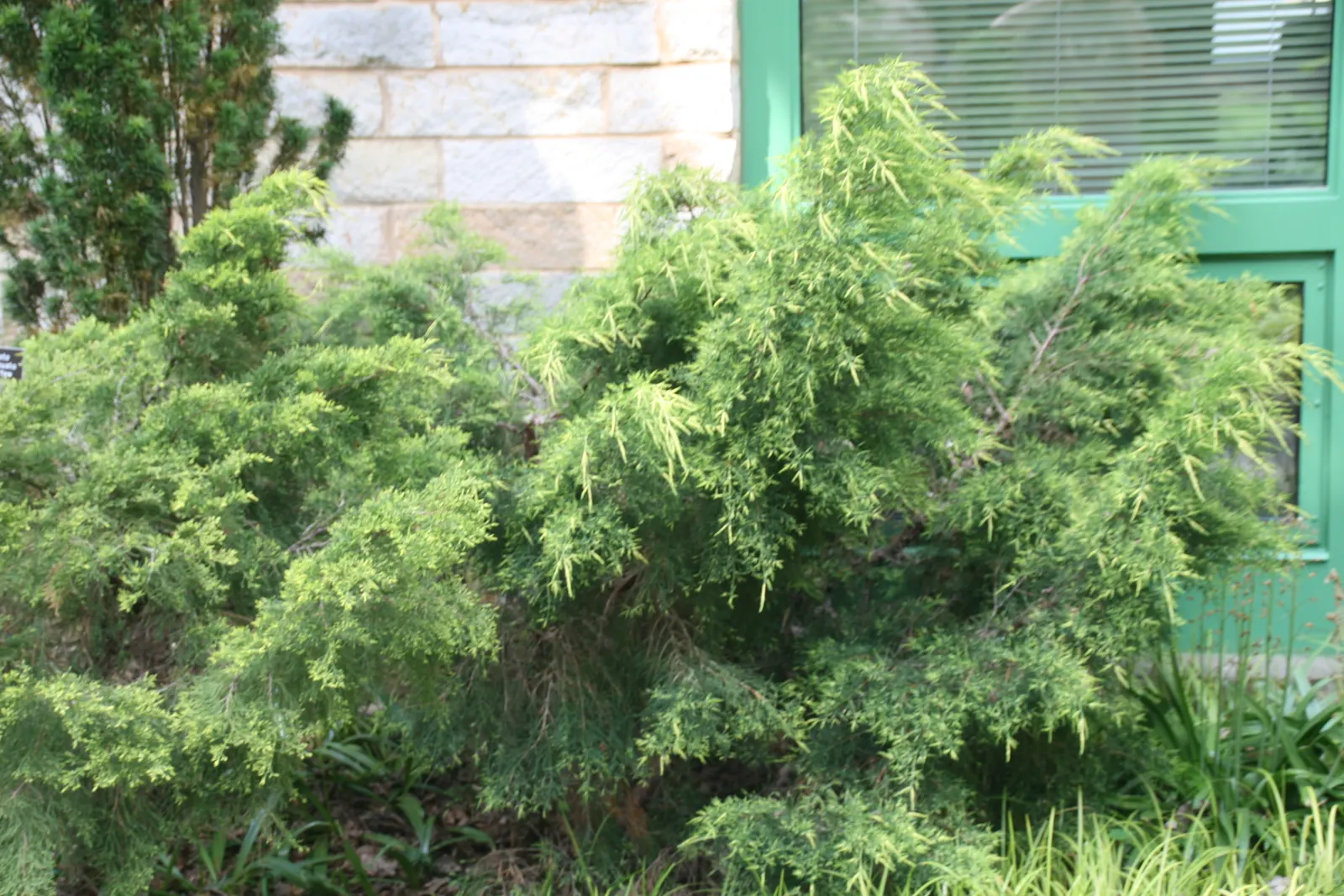 Pfitzer Juniper (Juniperus X 'Pfitzeriana') — This plant demonstrates good drought tolerance once established; requiring at least 6 hours of direct sunlight