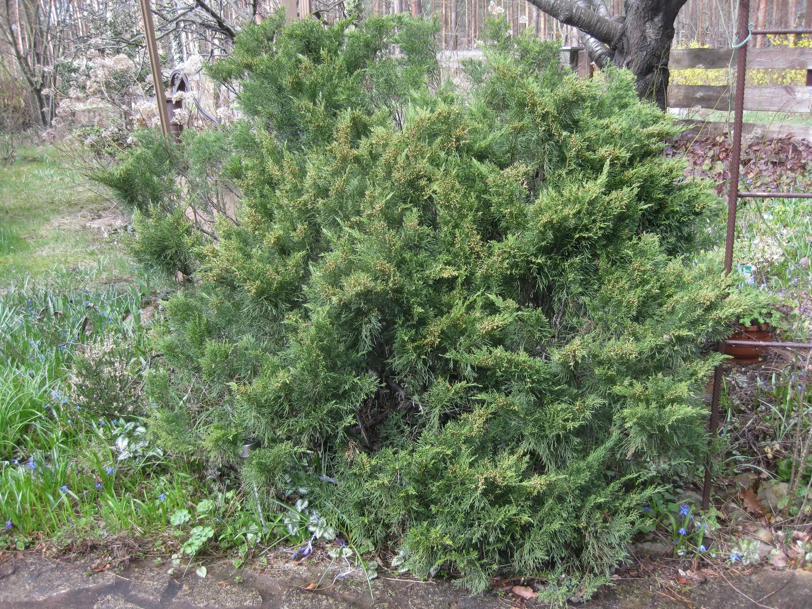 Pfitzer Juniper (Juniperus X 'Pfitzeriana') — Its dense, feathery foliage is a vibrant green with a soft texture, turning slightly bronze in, image 54
