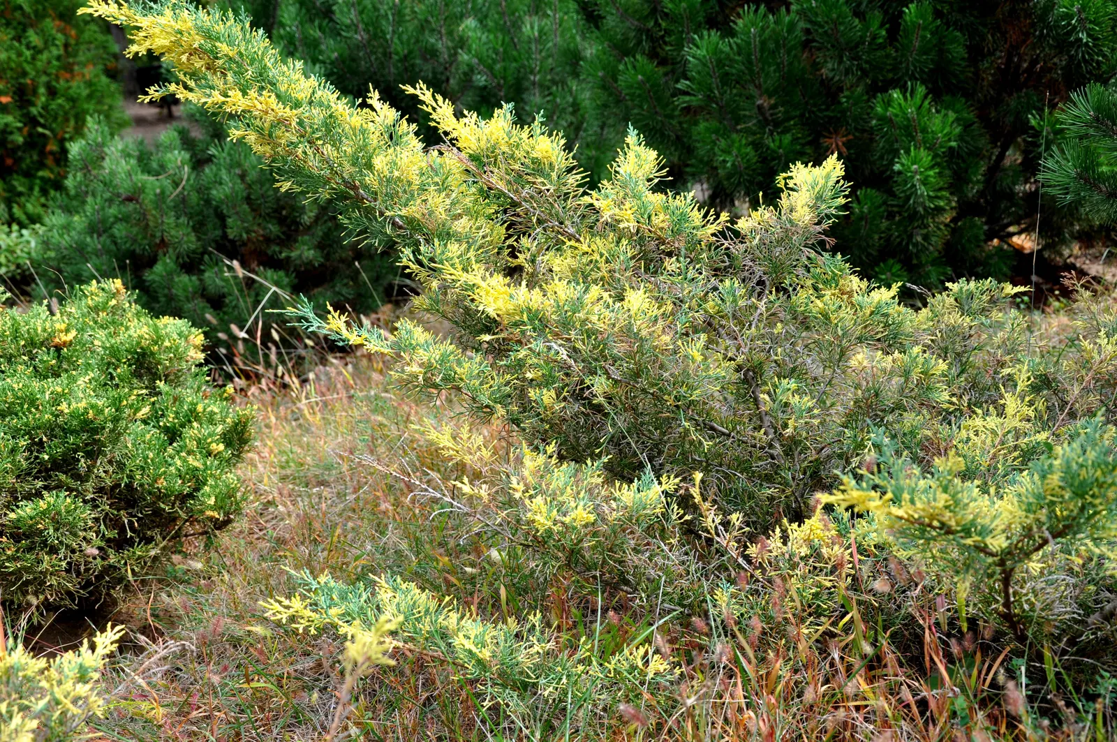 Pfitzer Juniper (Juniperus X 'Pfitzeriana') — so provide ample space for it to grow; botanically recognized as Juniperus x 'Pfitzeriana'