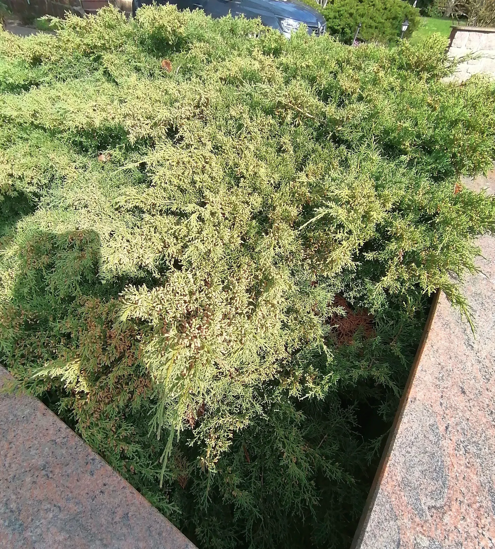 Pfitzer Juniper (Juniperus X 'Pfitzeriana') — This cultivar typically achieves a height of 5 to 6 feet while spreading outward to a commanding 6 to 8 feet; but