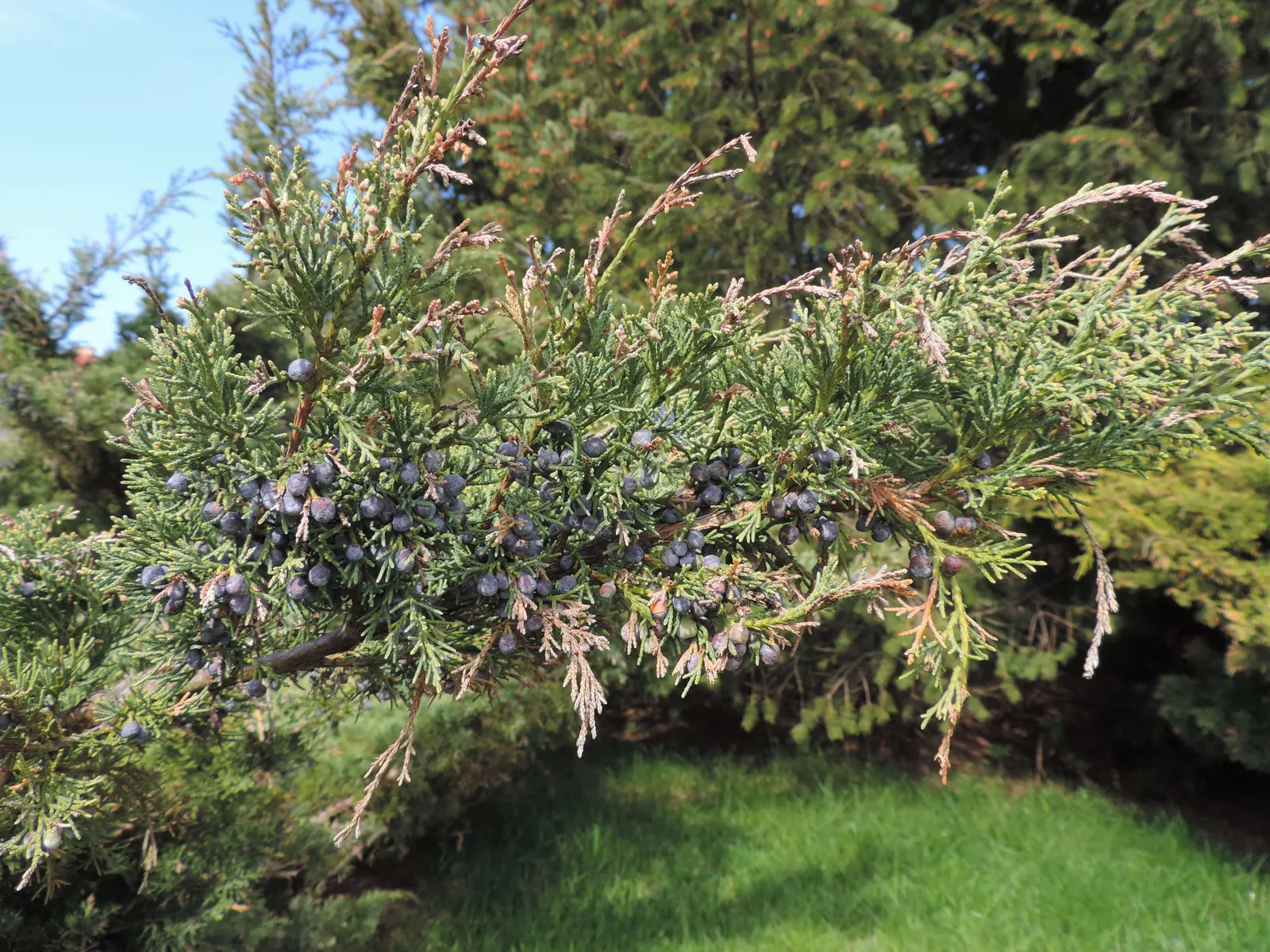 Pfitzer Juniper (Juniperus X 'Pfitzeriana') — requiring at least 6 hours of direct sunlight per day; low maintenance and drought tolerant