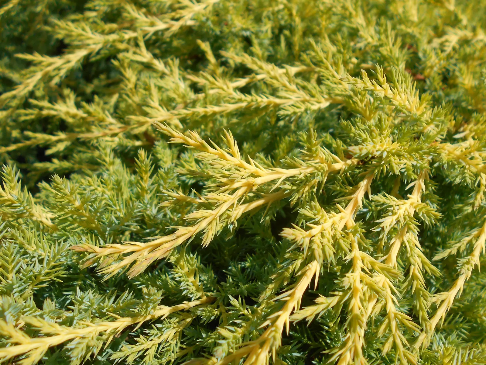 Pfitzer Juniper (Juniperus X 'Pfitzeriana') — green hue which can take on a slightly bronze tint during the colder months