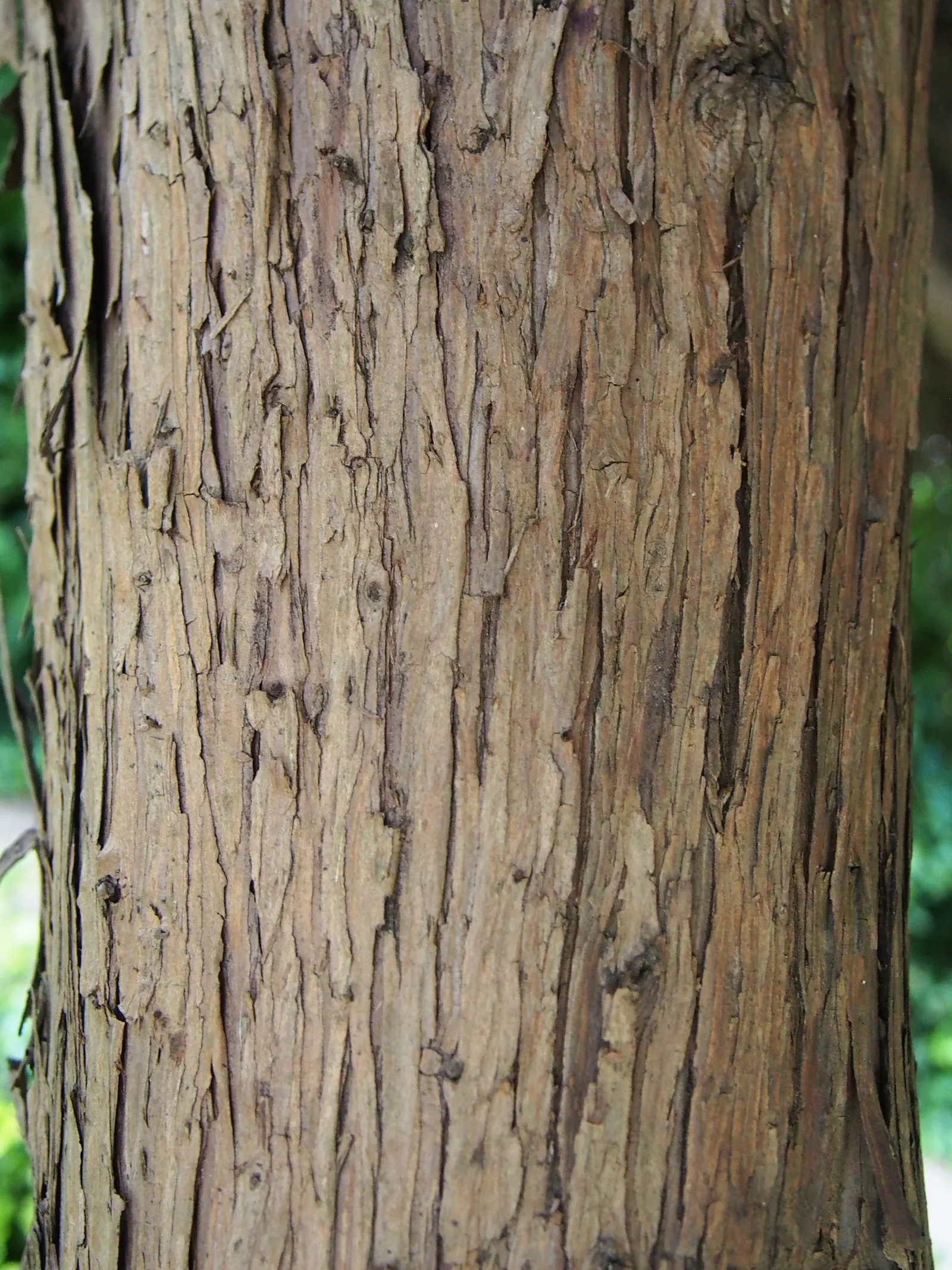 Pfitzer Juniper (Juniperus X 'Pfitzeriana') — reaching up to 5 feet in height and extending 10 feet wide