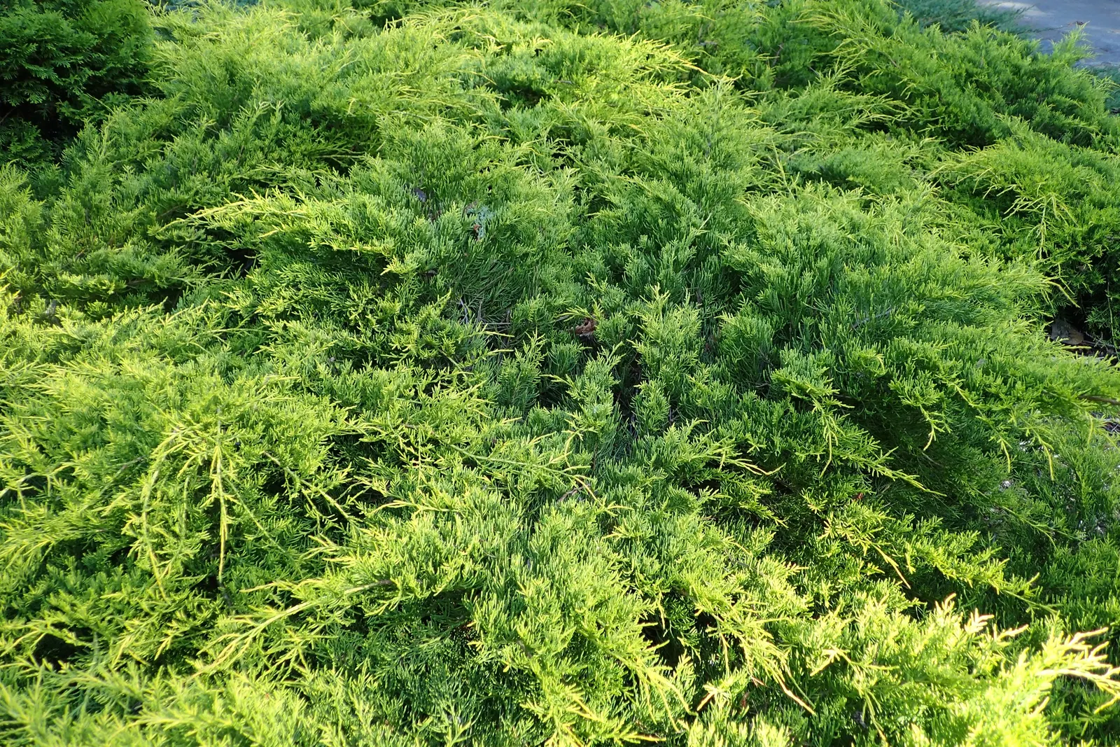 Pfitzer Juniper (Juniperus X 'Pfitzeriana') — evergreen shrub with a graceful spreading form; providing an extensive coverage that is ideal for use, image 52