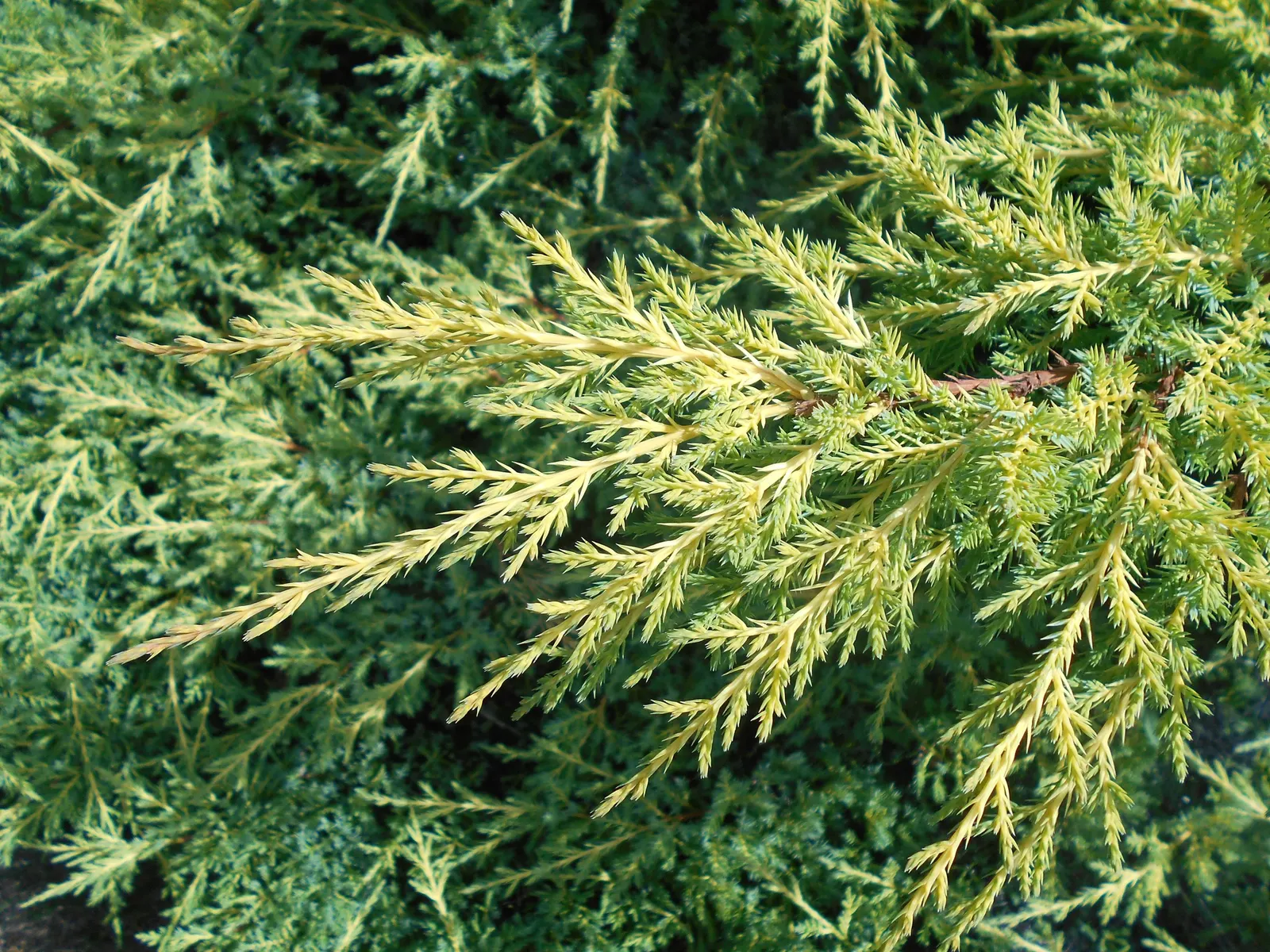 Pfitzer Juniper (Juniperus X 'Pfitzeriana') — evergreen conifer widely praised for its resplendent foliage and hardy nature