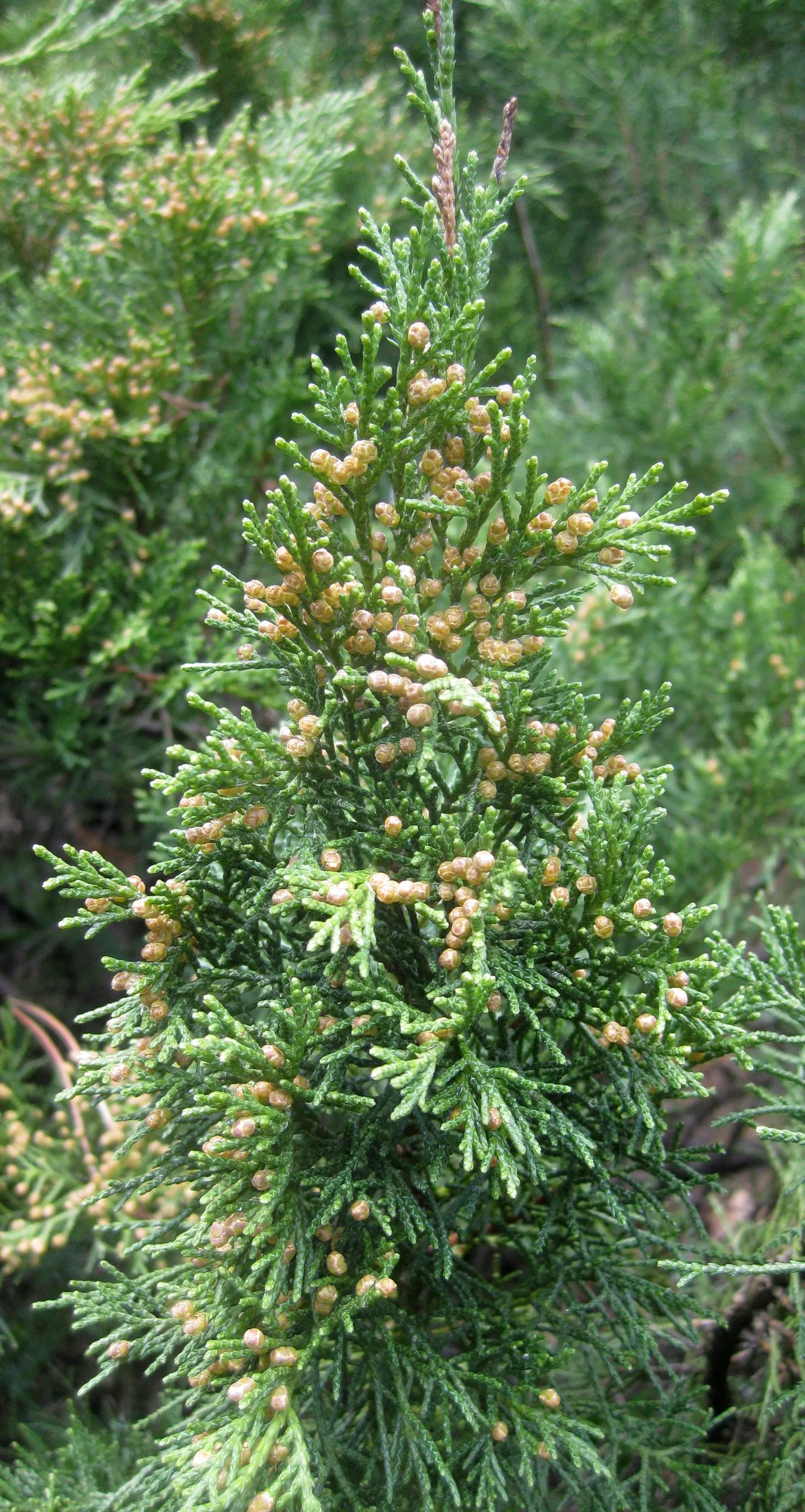 Pfitzer Juniper (Juniperus X 'Pfitzeriana') — note that the Pfitzer Juniper can spread substantially; the Pfitzer Juniper (Juniperus x 'Pfitzeriana') is a