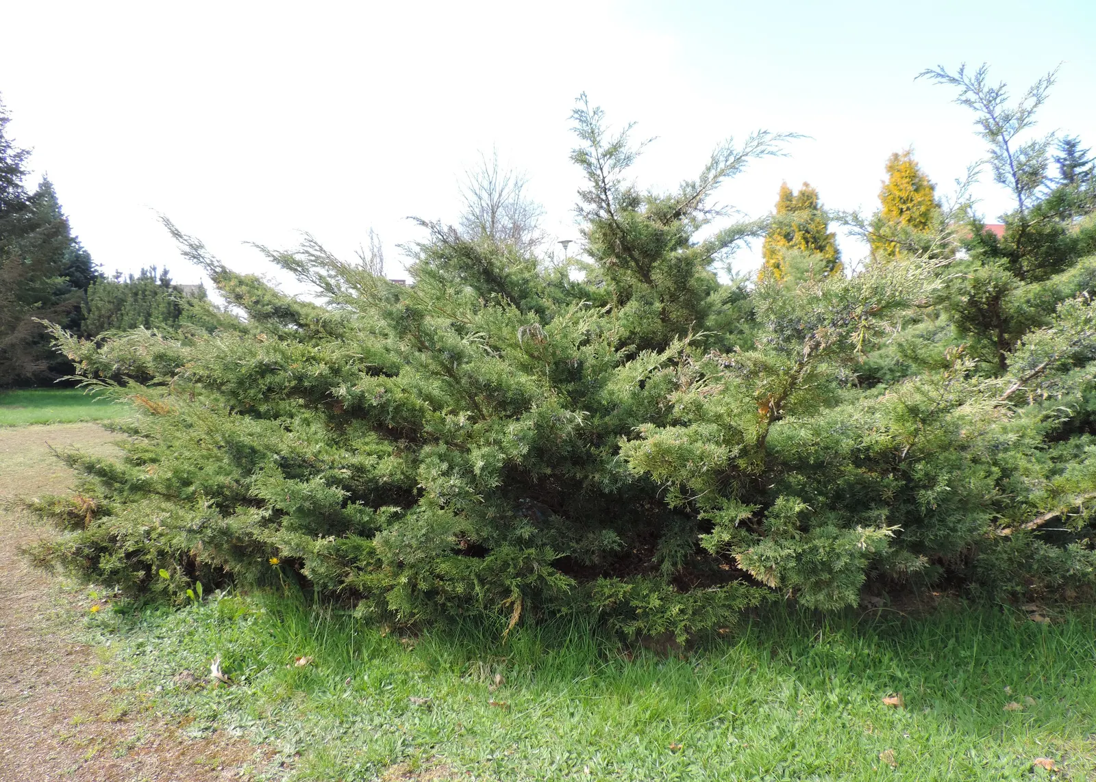 Pfitzer Juniper (Juniperus X 'Pfitzeriana') — adding a touch of winter interest to your outdoor space; and prefers well-draining soil conditions