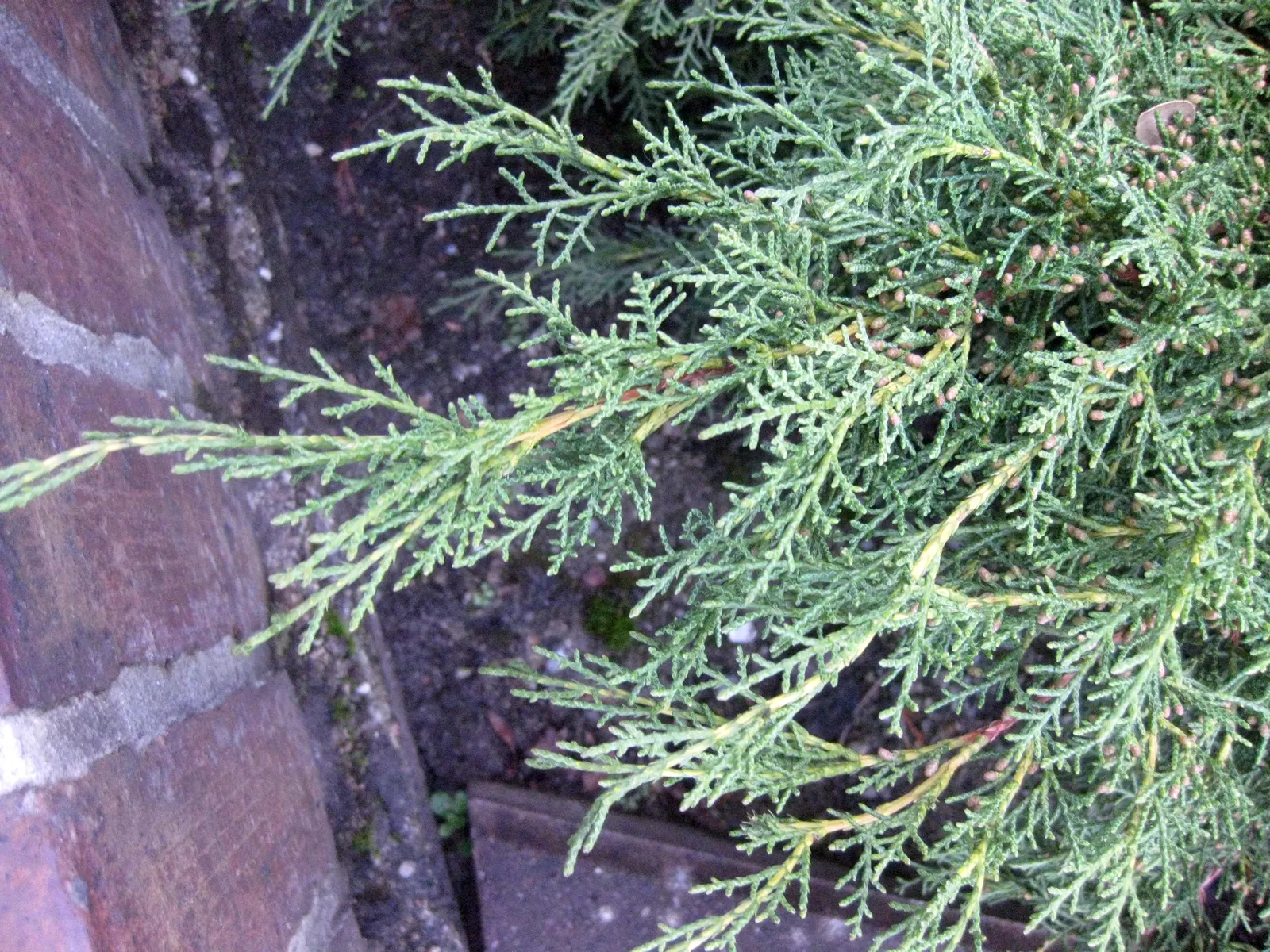 Pfitzer Juniper (Juniperus X 'Pfitzeriana') — providing year-round interest and excellent ground coverage in USDA zones 4 through 9; this plant demonstrates