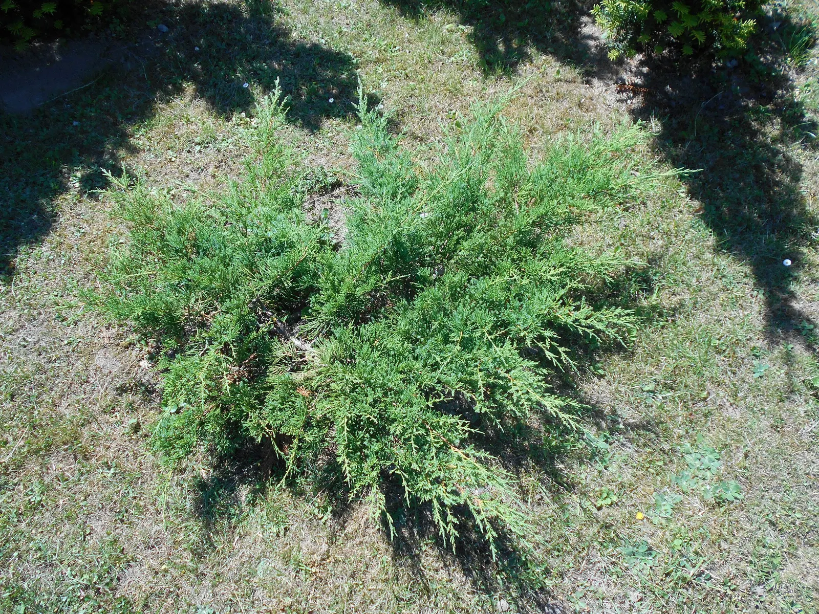 Pfitzer Juniper (Juniperus X 'Pfitzeriana') — The Pfitzer Juniper (Juniperus x 'Pfitzeriana') is a robust