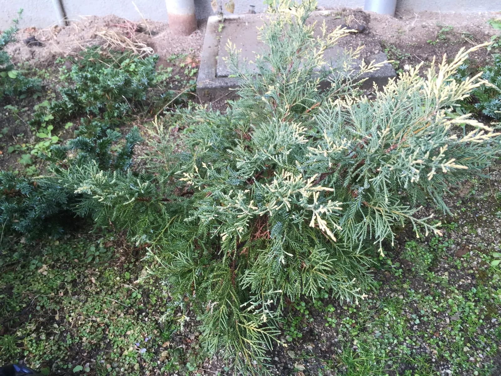 Pfitzer Juniper (Juniperus X 'Pfitzeriana') — These needles display a rich; it's ideal for rockeries and foundation plantings