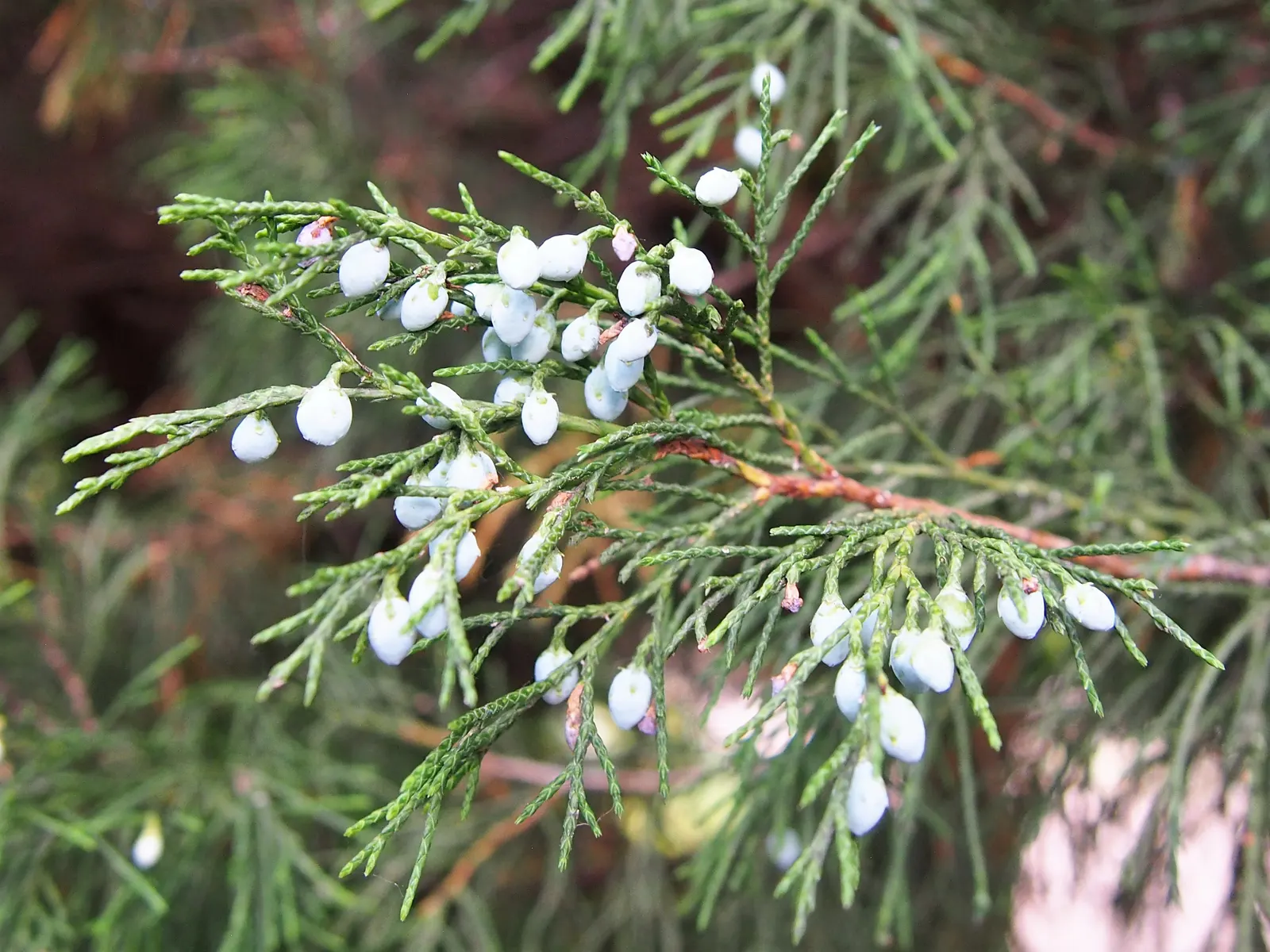 Pfitzer Juniper (Juniperus X 'Pfitzeriana') — and prefers well-draining soil conditions