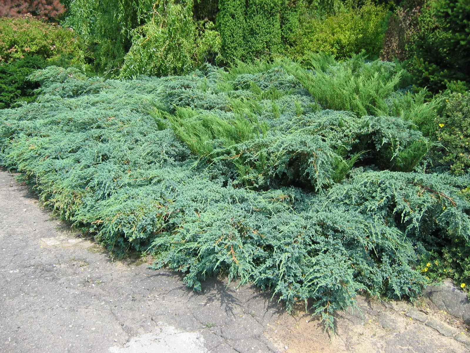 Pfitzer Juniper (Juniperus X 'Pfitzeriana') — The Pfitzer Juniper (Juniperus x 'Pfitzeriana') is a robust; its dense, feathery foliage is a vibrant, image 51
