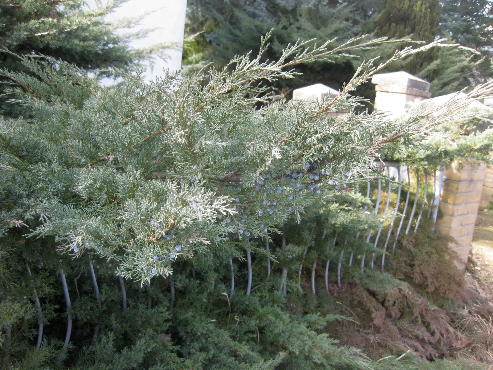 Pfitzer Juniper (Juniperus X 'Pfitzeriana') — This cultivar typically achieves a height of 5 to 6 feet while spreading outward to a commanding 6 to 8 feet