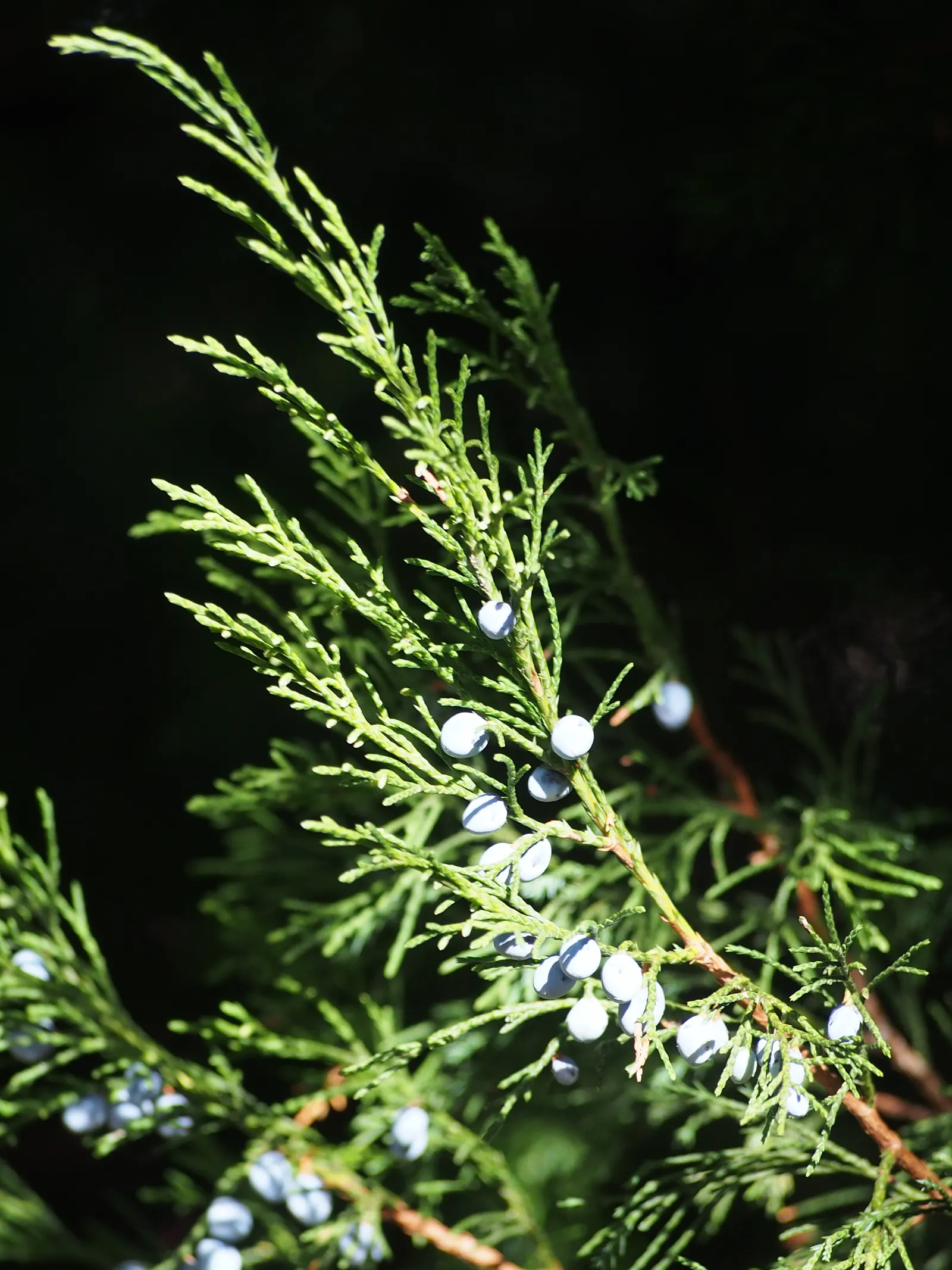 Pfitzer Juniper (Juniperus X 'Pfitzeriana') — The plant sports an attractive