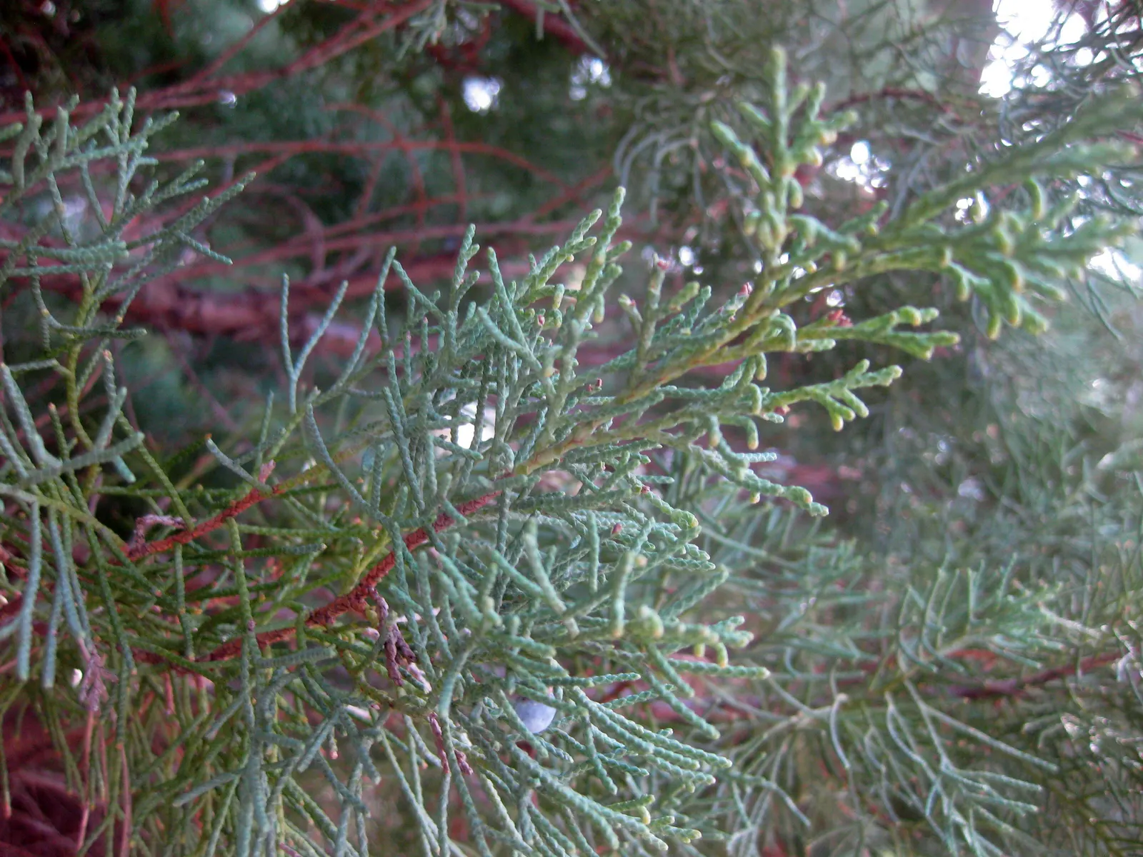 Pfitzer Juniper (Juniperus X 'Pfitzeriana') — note that the Pfitzer Juniper can spread substantially