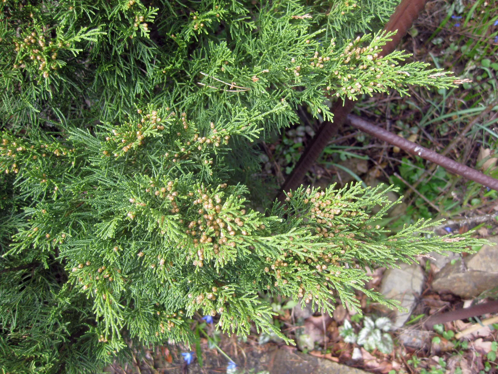 Pfitzer Juniper (Juniperus X 'Pfitzeriana') — well-adapted to a variety of soil types