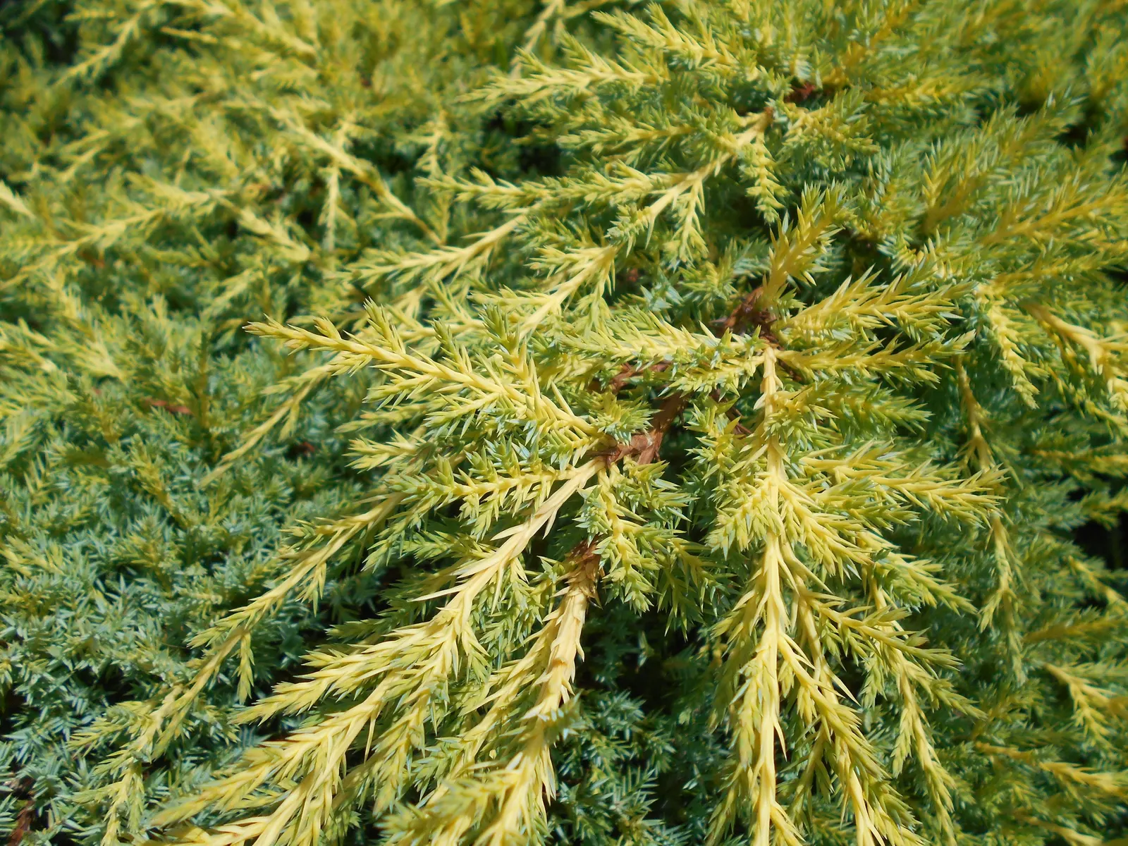 Pfitzer Juniper (Juniperus X 'Pfitzeriana') — Low maintenance and drought tolerant; providing year-round interest and excellent ground coverage in, image 55