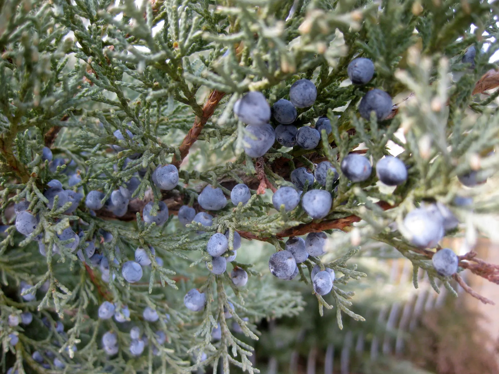 Pfitzer Juniper (Juniperus X 'Pfitzeriana') — Its dense, feathery foliage is a vibrant green with a soft texture, turning slightly bronze in winter; conifer