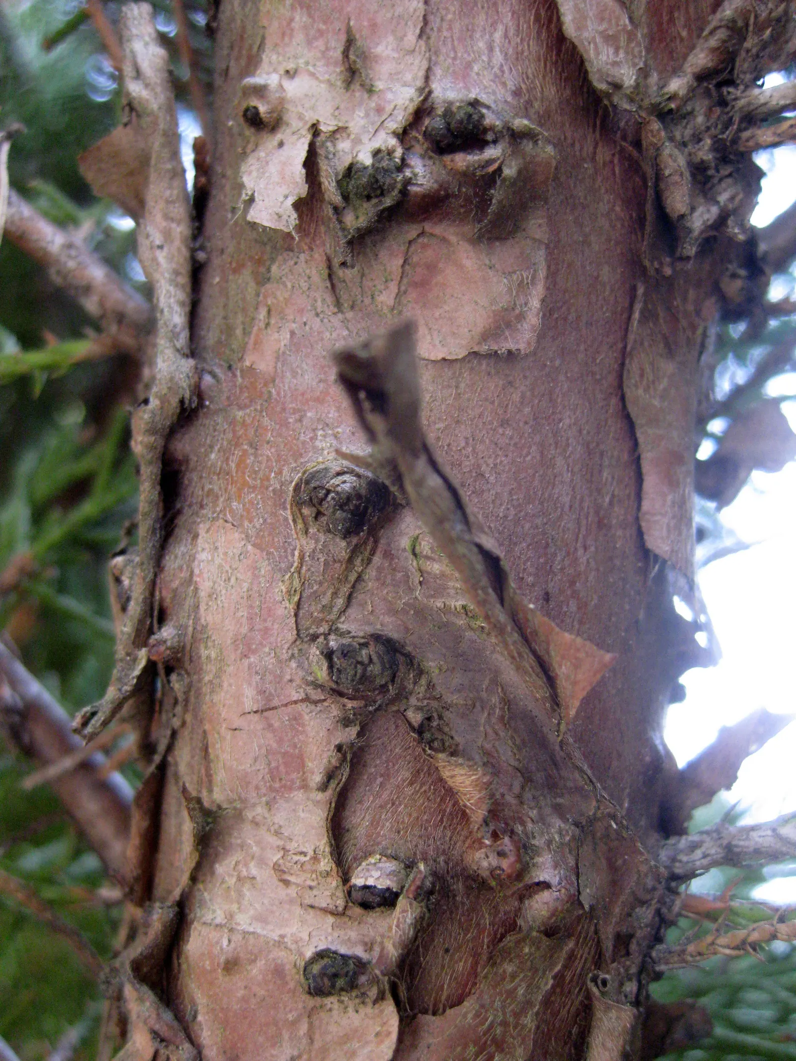 Pfitzer Juniper (Juniperus X 'Pfitzeriana') — These needles display a rich