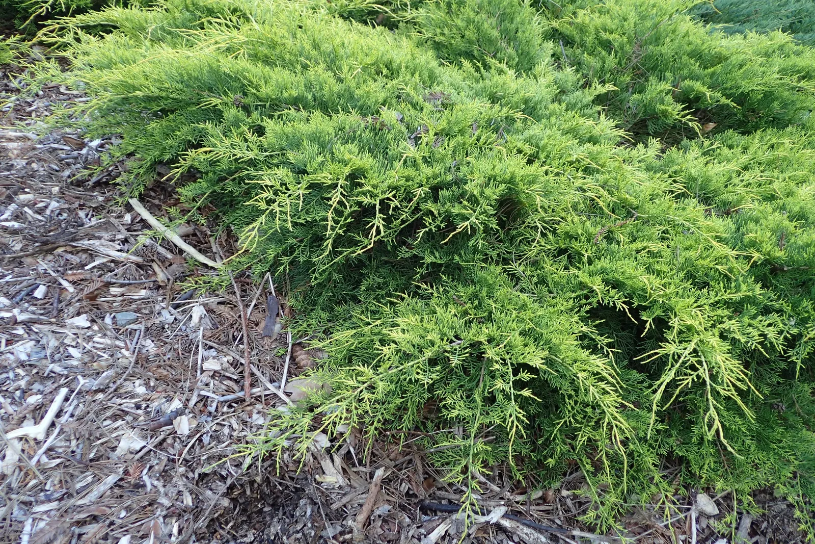 Pfitzer Juniper (Juniperus X 'Pfitzeriana') — well-adapted to a variety of soil types; so provide ample space for it to grow