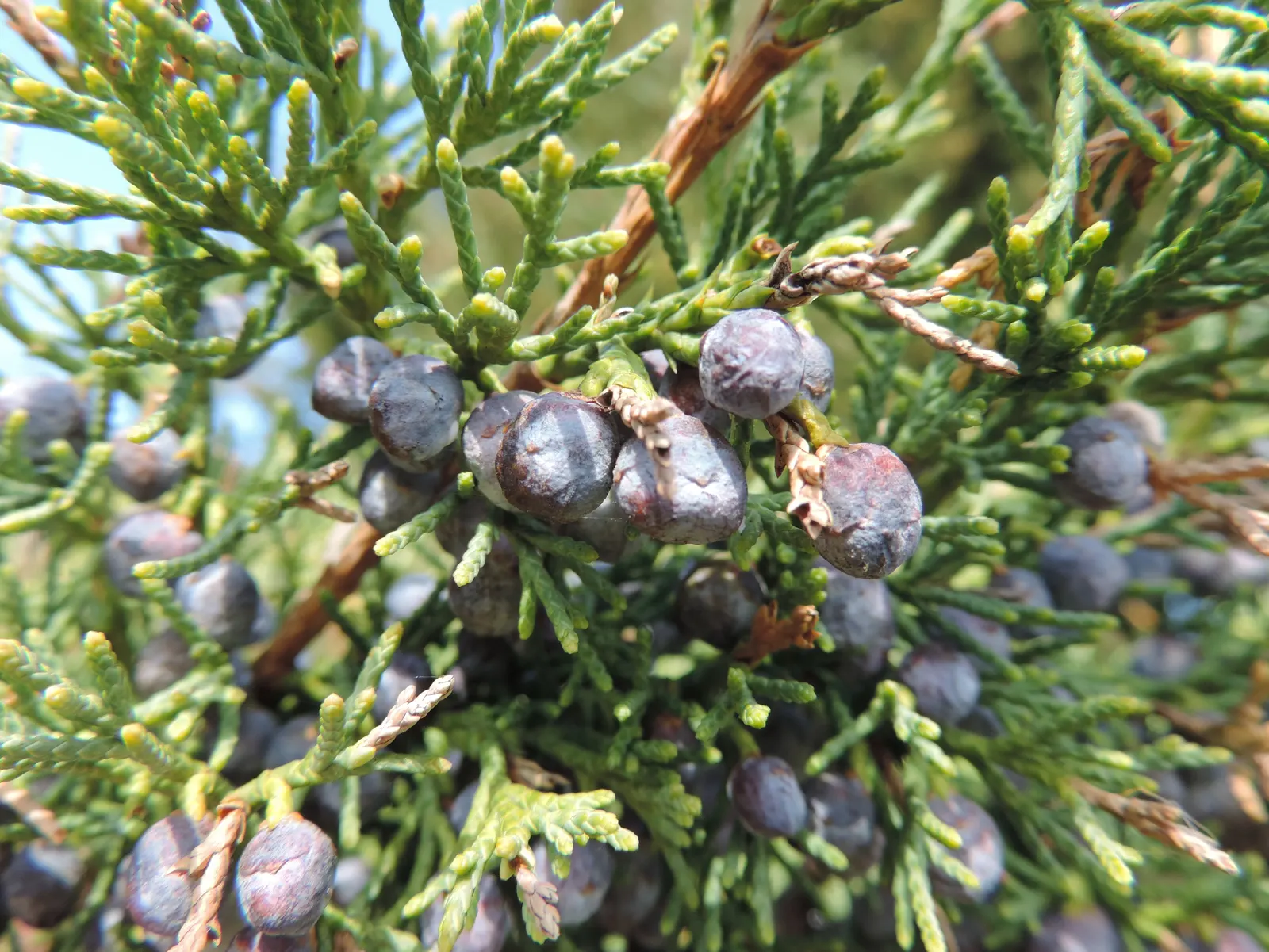 Pfitzer Juniper (Juniperus X 'Pfitzeriana') — but it is also a hardy trooper; irregular growth habit that conveys a natural