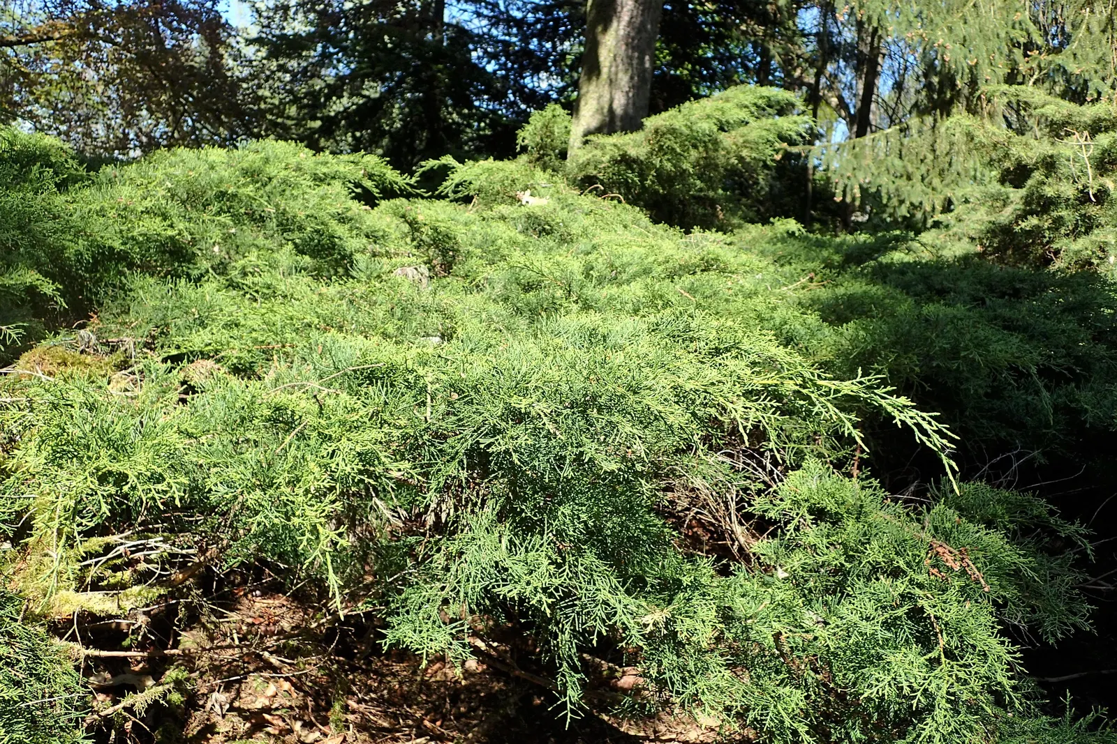 Pfitzer Juniper (Juniperus X 'Pfitzeriana') — conifer for full or half; note that the Pfitzer Juniper can spread substantially