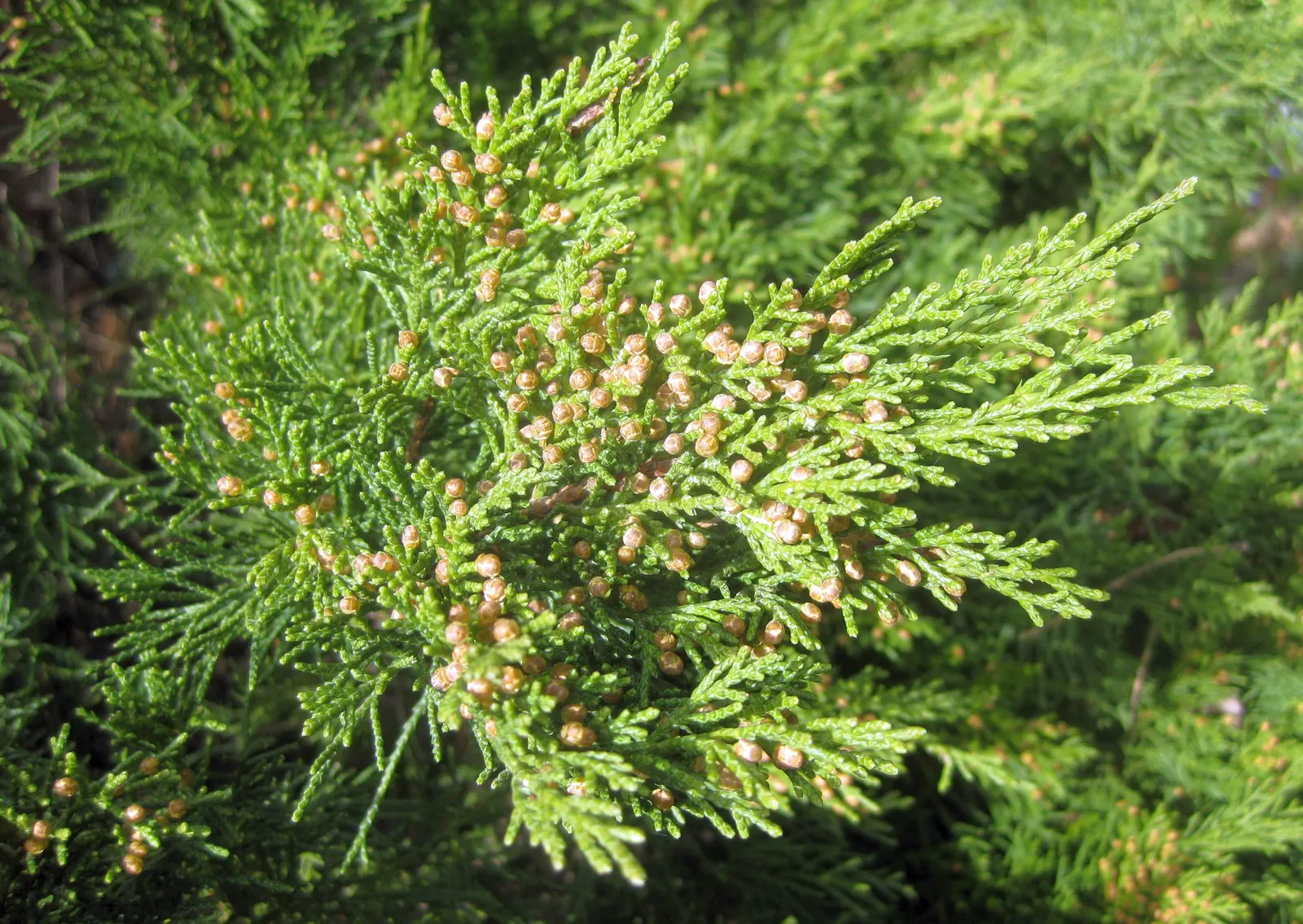 Pfitzer Juniper (Juniperus X 'Pfitzeriana') — reaching up to 5 feet in height and extending 10 feet wide; well-adapted to a variety of soil types