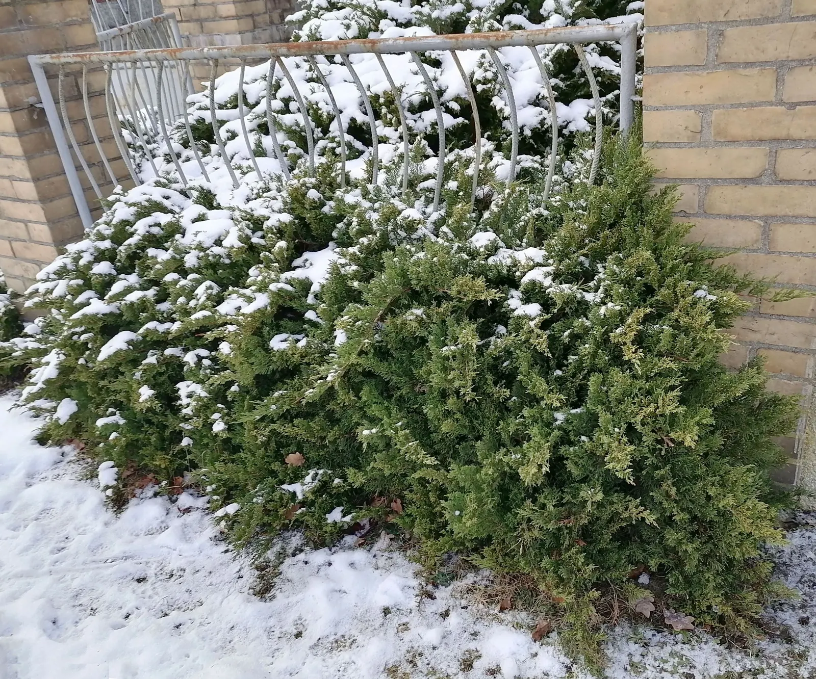 Pfitzer Juniper (Juniperus X 'Pfitzeriana') — green hue which can take on a slightly bronze tint during the colder months, image 38
