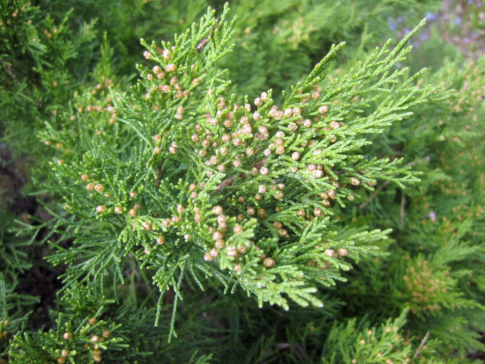 Pfitzer Juniper (Juniperus X 'Pfitzeriana') — providing year-round interest and excellent ground coverage in USDA zones 4 through 9; this plant, image 57