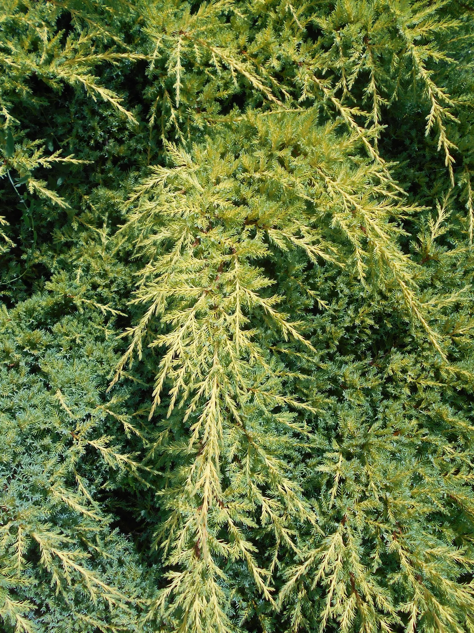 Pfitzer Juniper (Juniperus X 'Pfitzeriana') — requiring at least 6 hours of direct sunlight per day