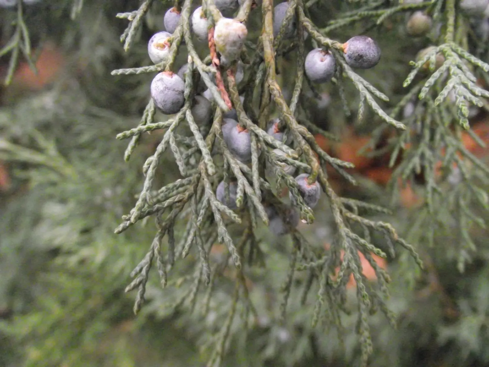 Pfitzer Juniper (Juniperus X 'Pfitzeriana') — evergreen shrub with a graceful spreading form; providing an extensive coverage that is ideal for use as a ground